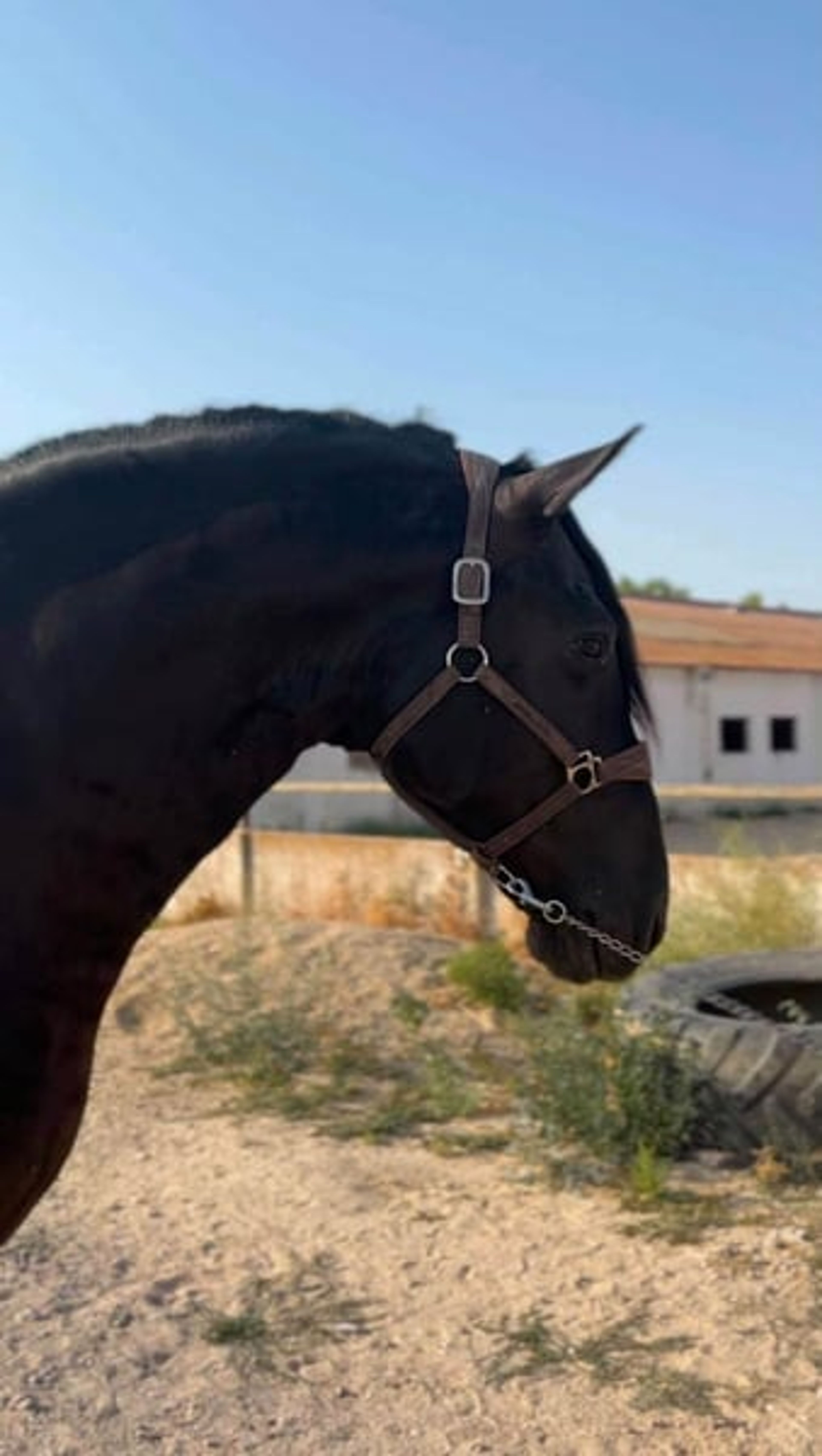 Spectacular black PRE dressage horse - Image 3