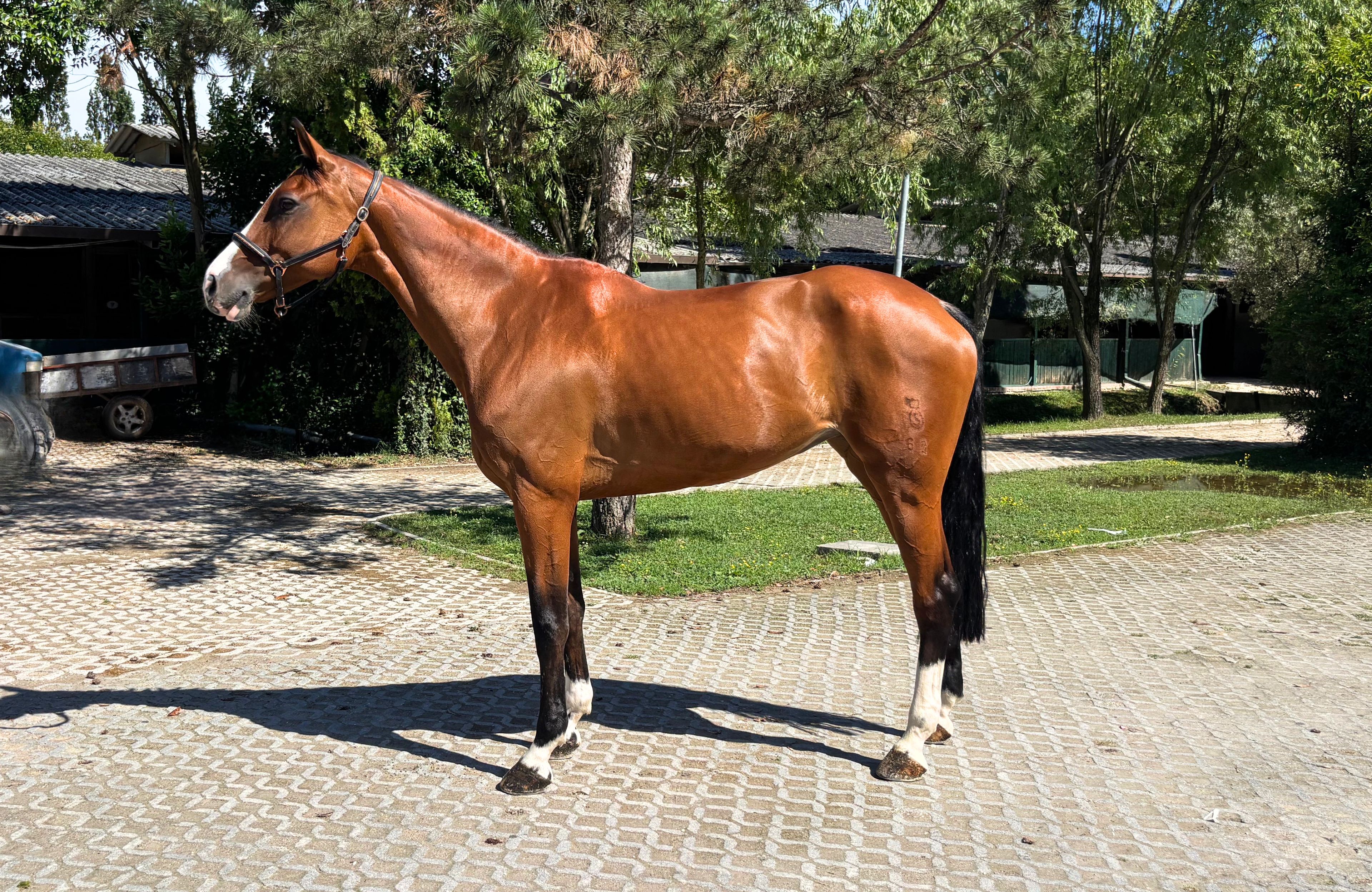 Calet (CASALLCO x CLINTON II) - Image 1