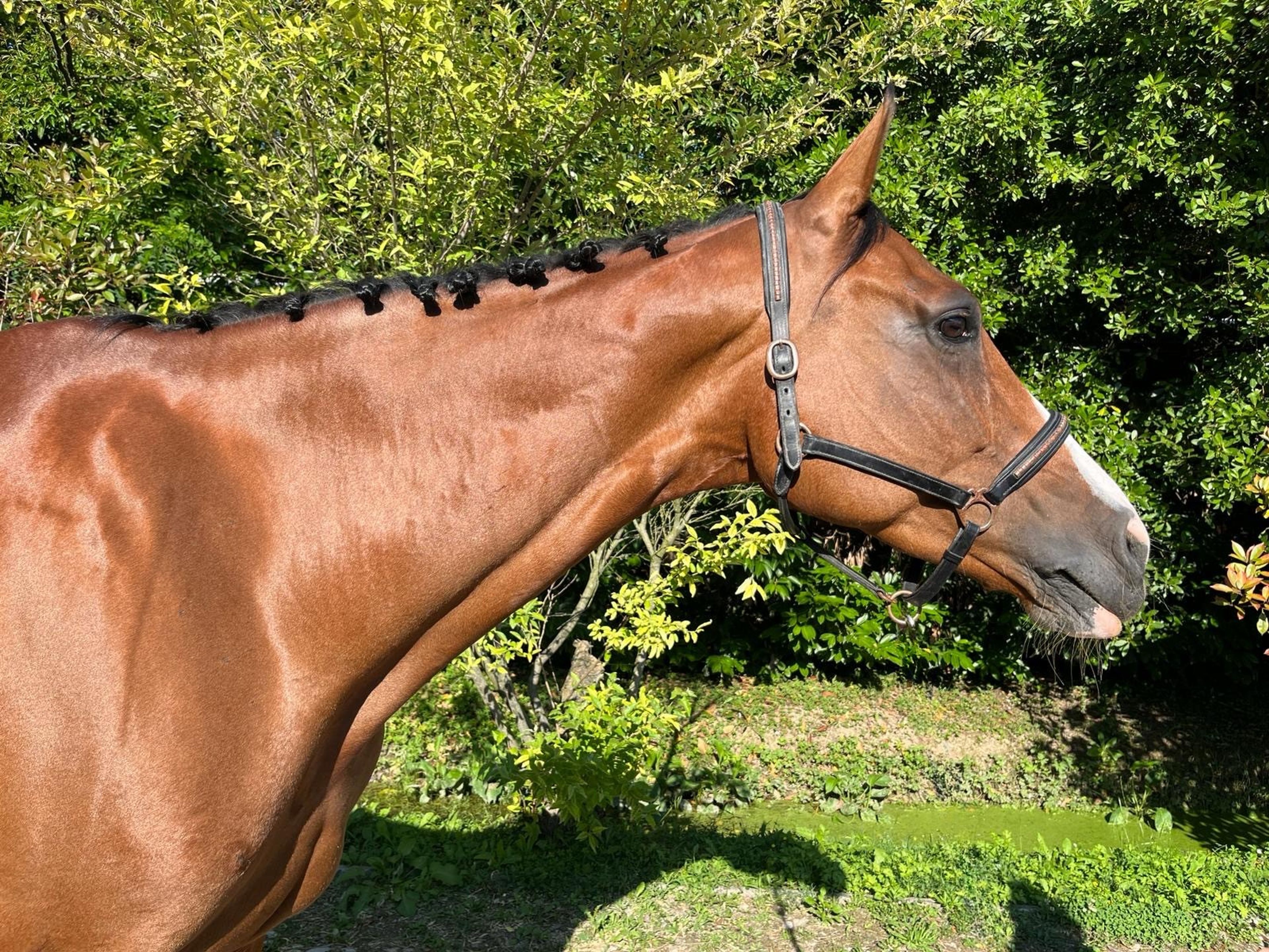 Calet (CASALLCO x CLINTON II) - Image 2