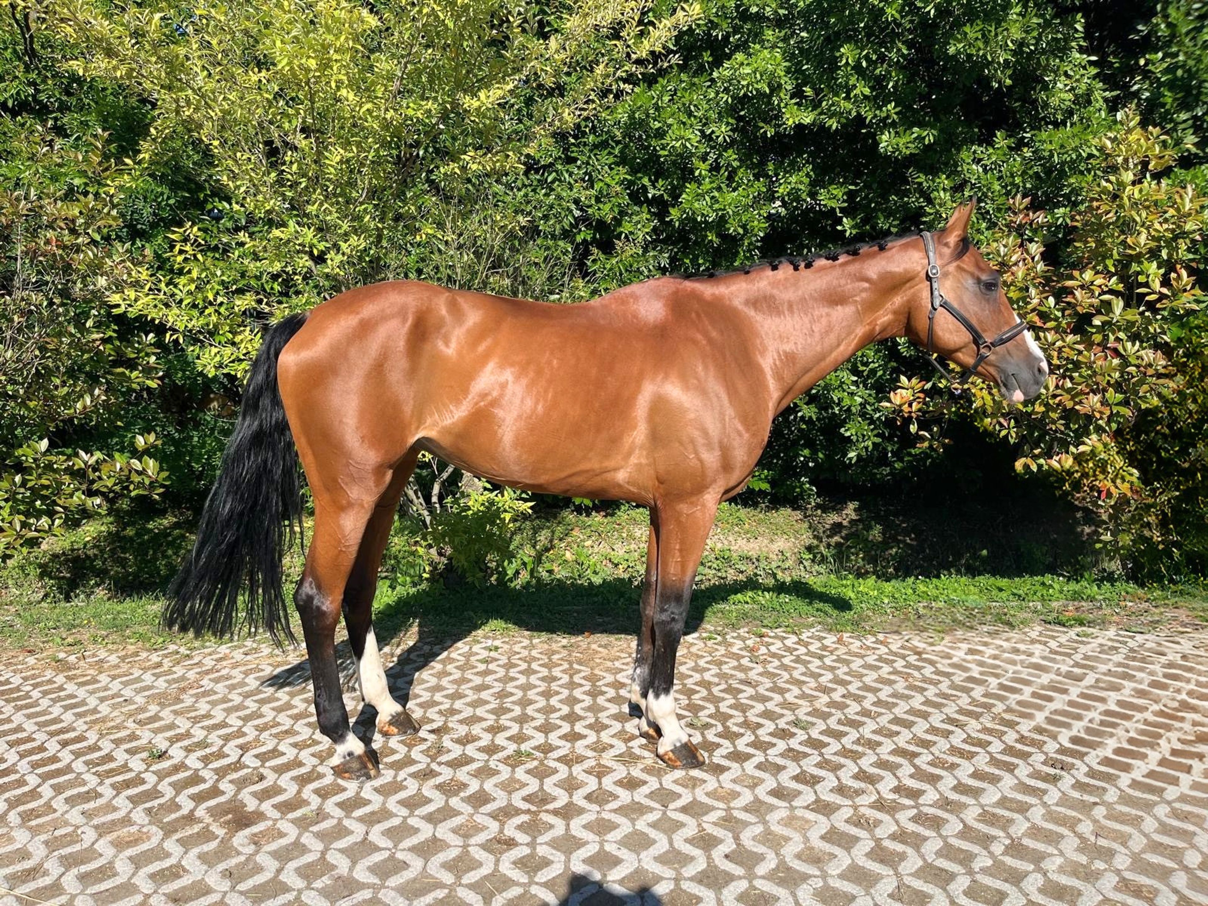 Calet (CASALLCO x CLINTON II) - Image 3