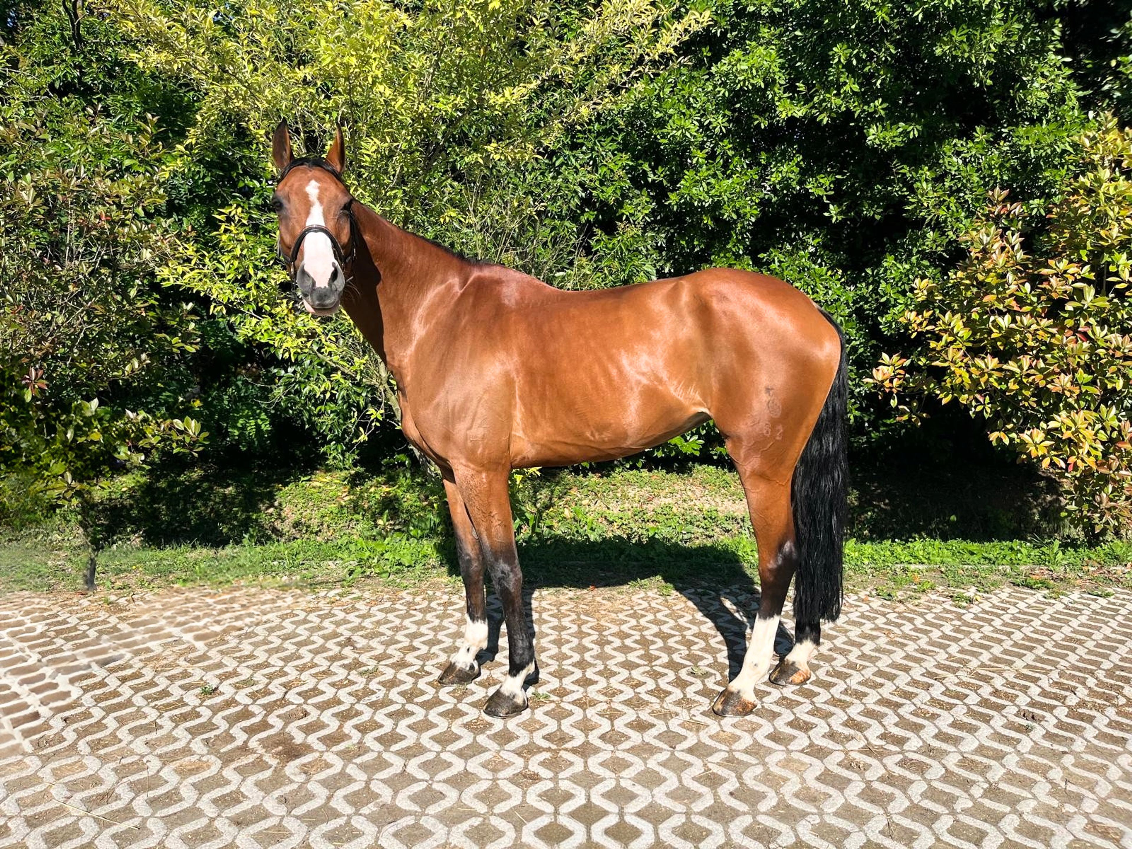 Calet (CASALLCO x CLINTON II) - Image 4
