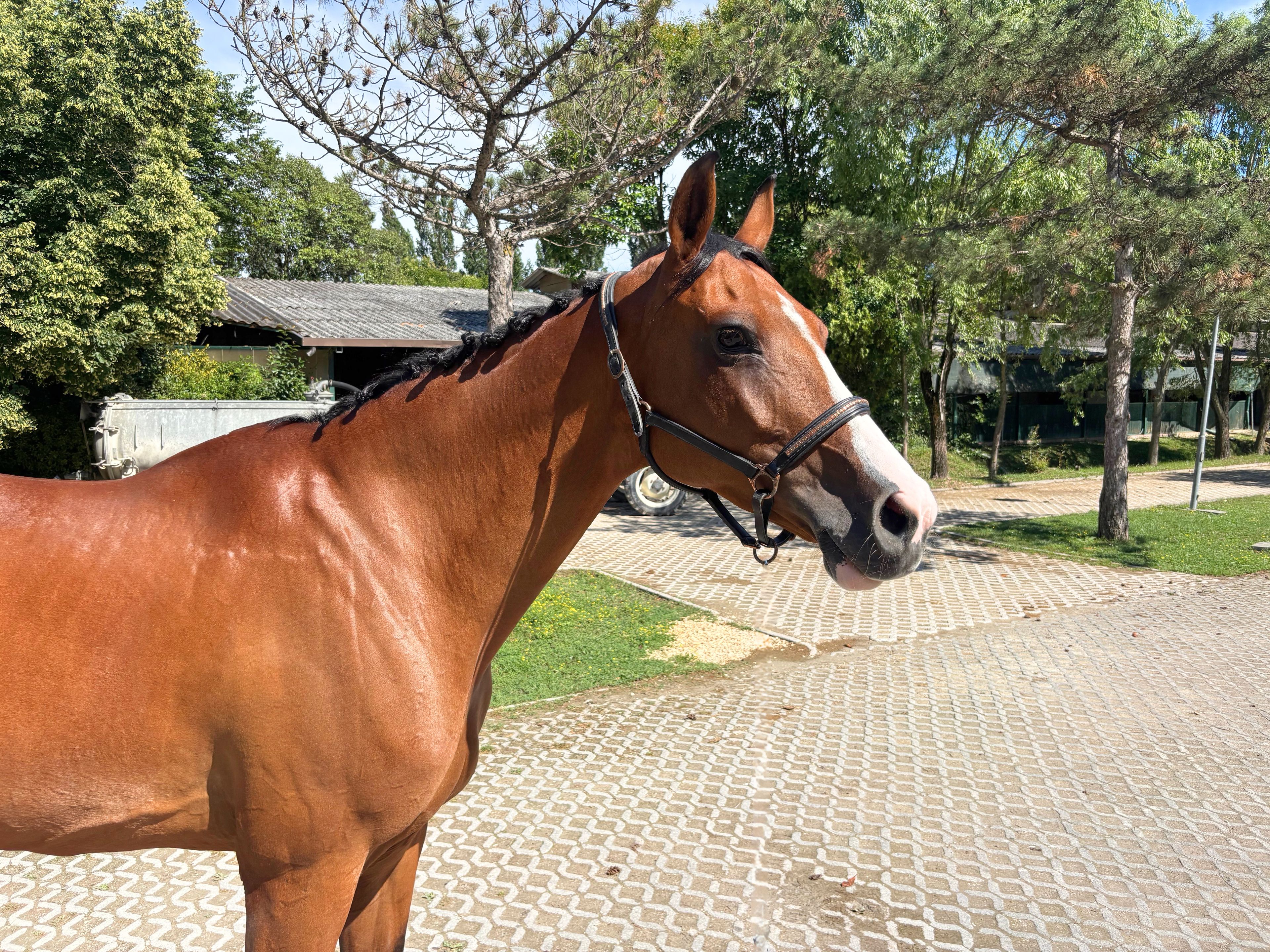 Calet (CASALLCO x CLINTON II) - Image 5