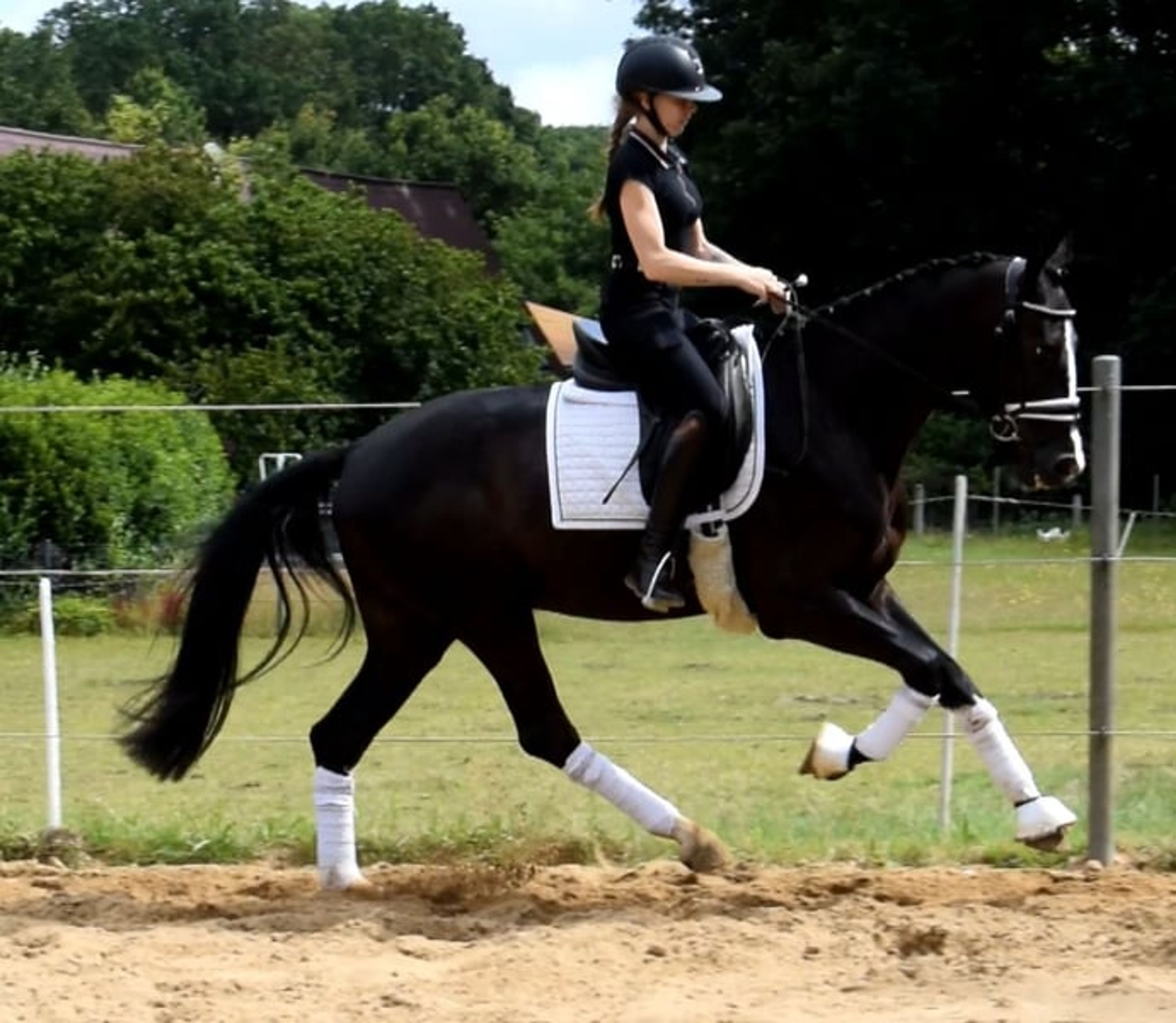 A lifelong companion with sporting ambitions***