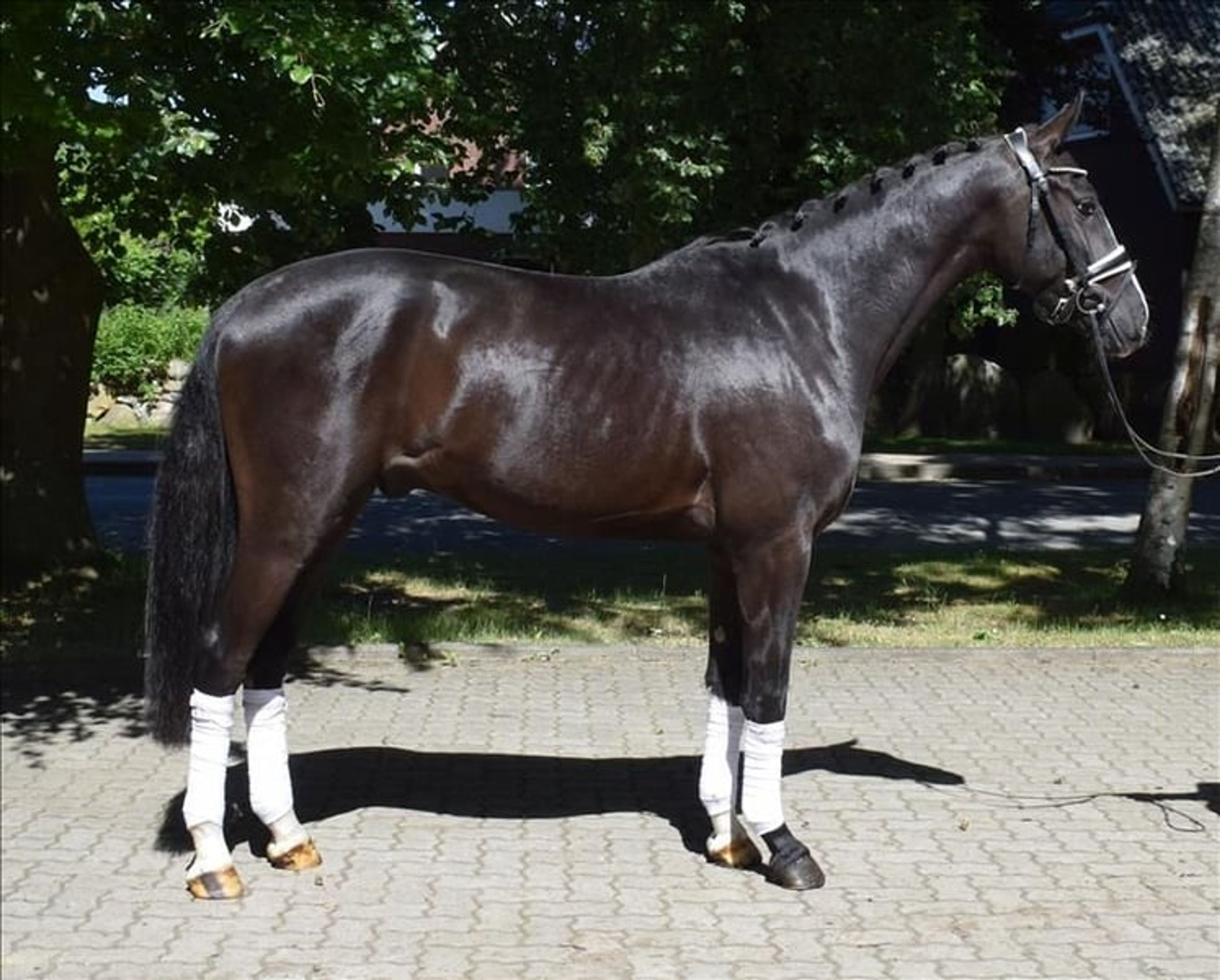 A lifelong companion with sporting ambitions*** - Image 2