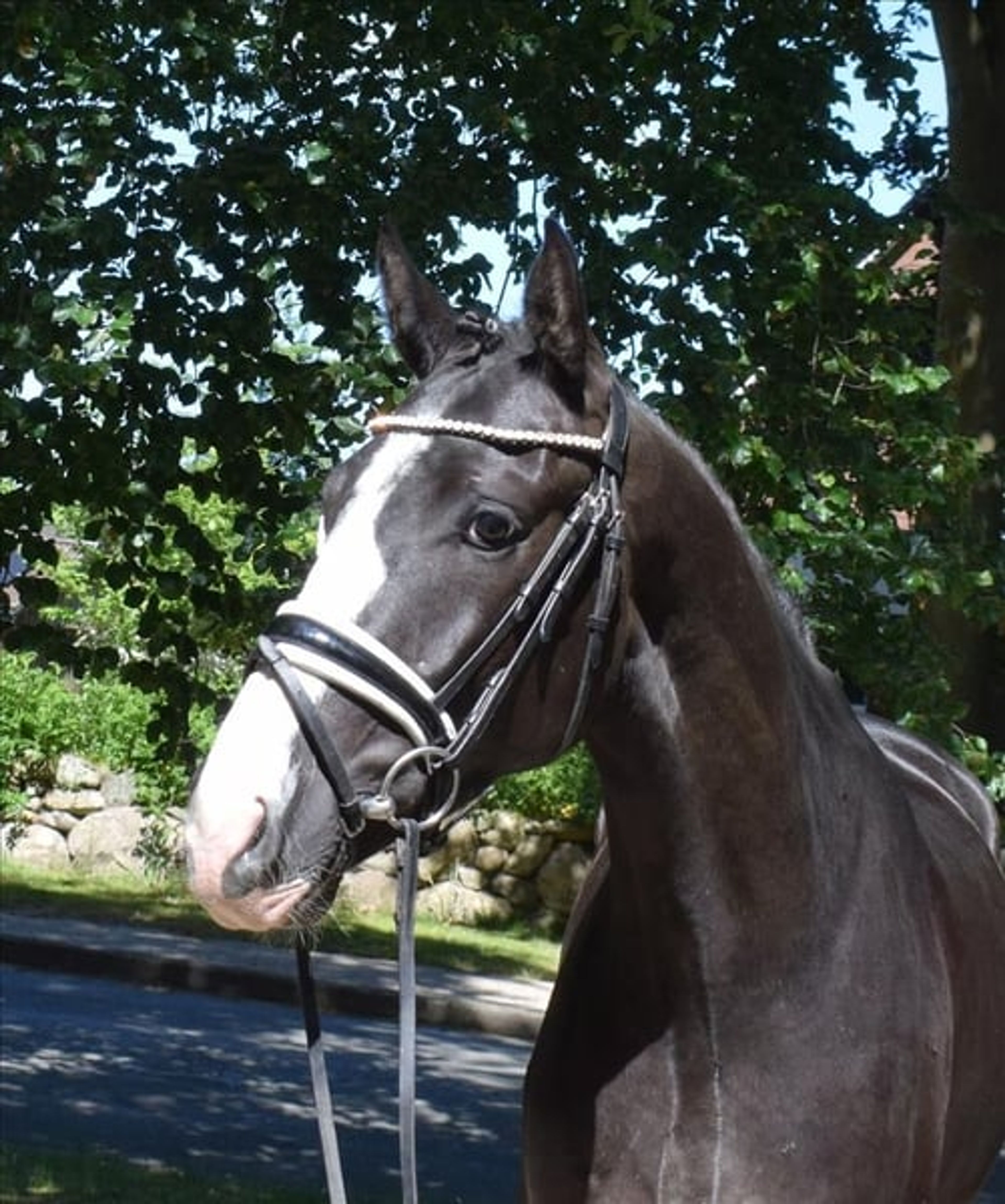 A lifelong companion with sporting ambitions*** - Image 3