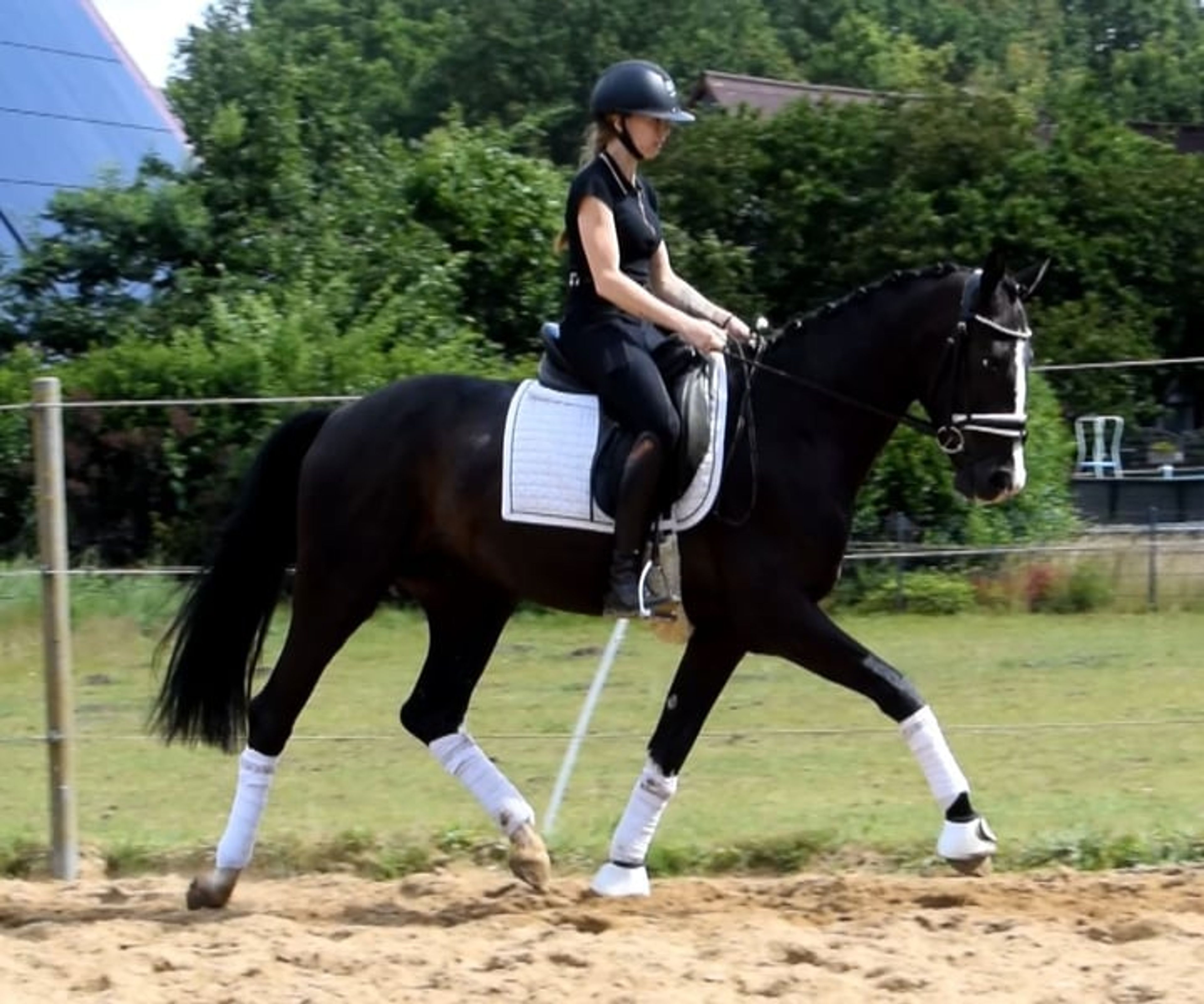 A lifelong companion with sporting ambitions*** - Image 4