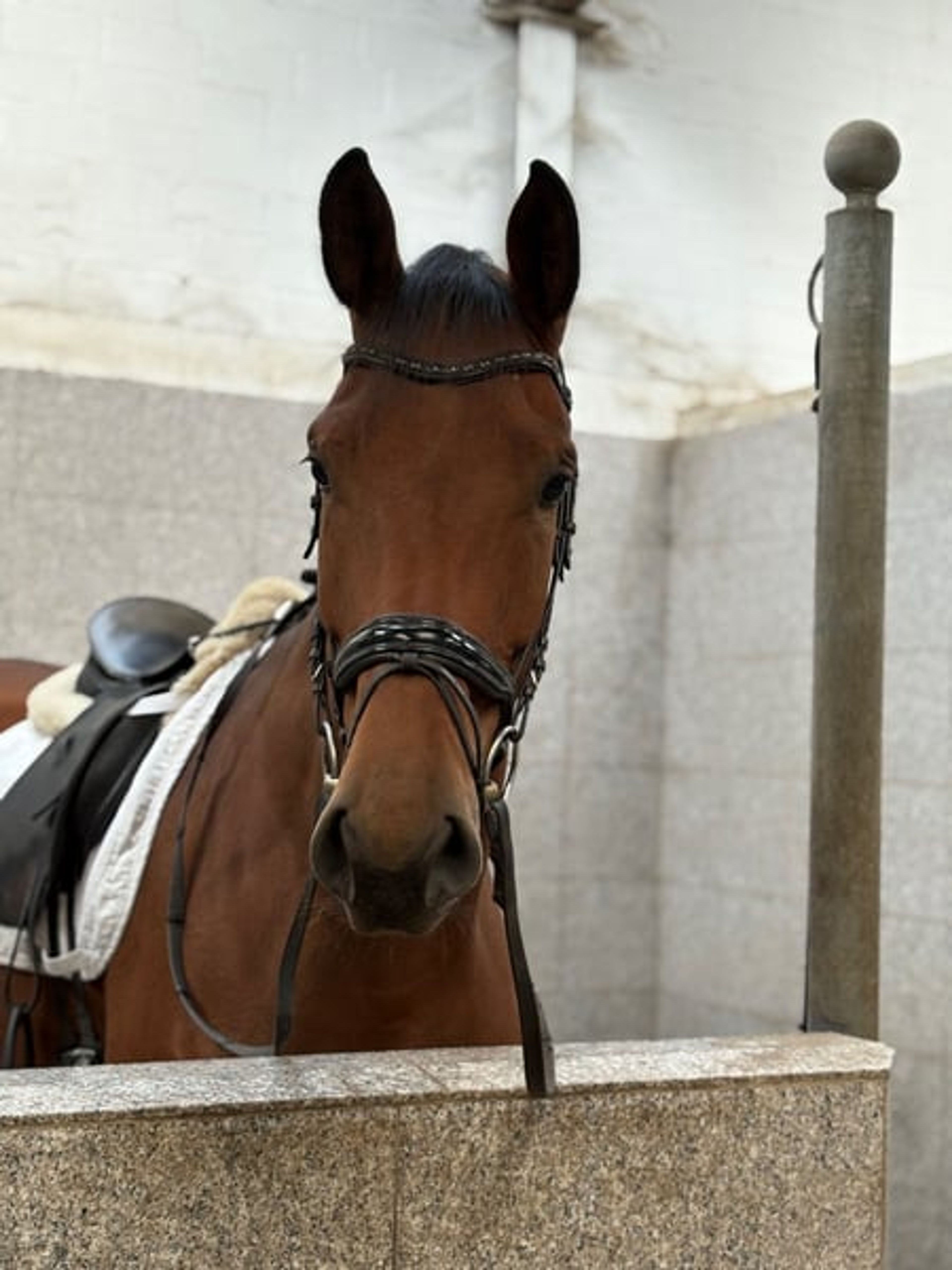 Dressage horse, placed at A level! Sale day this Saturday!