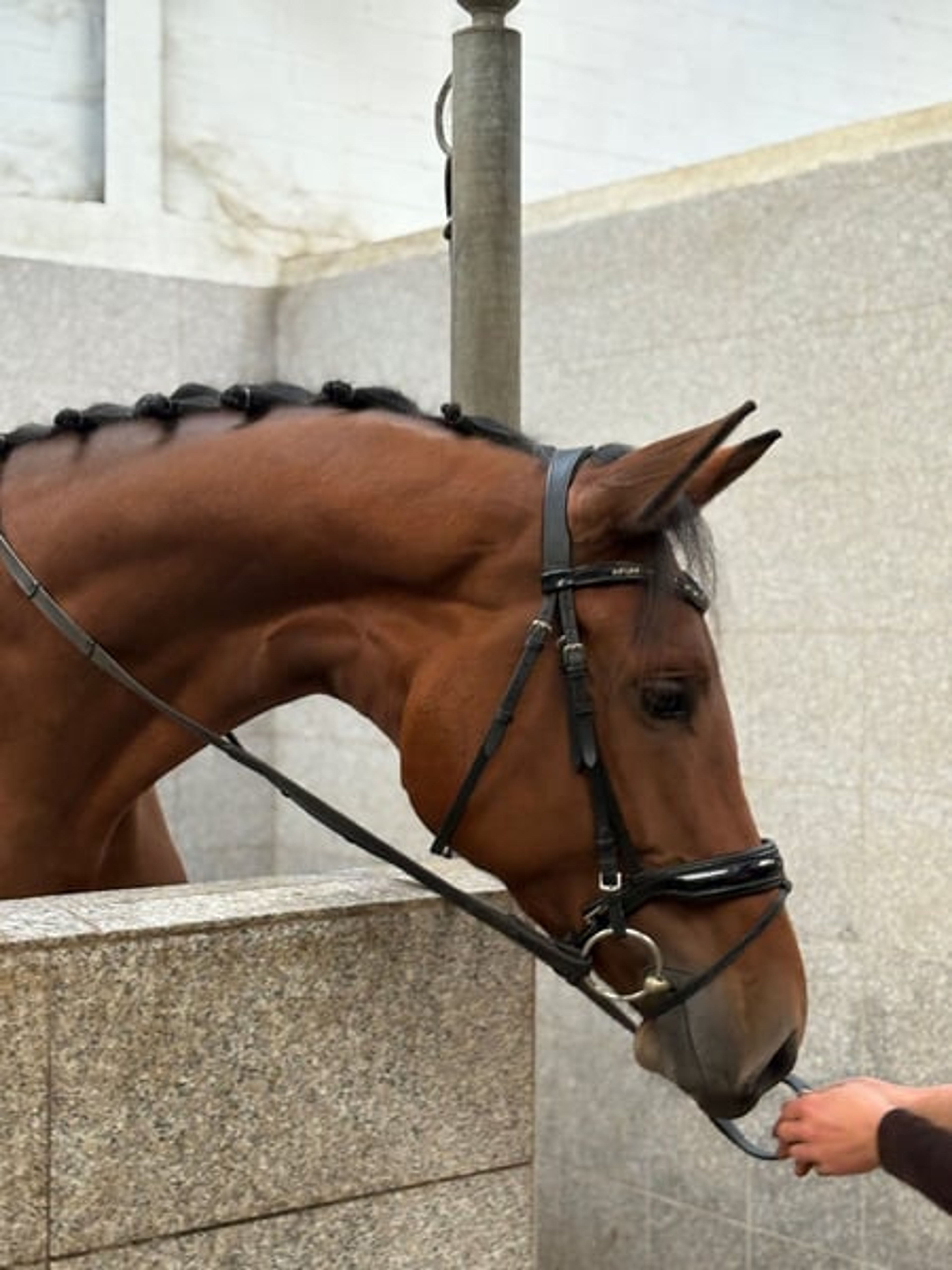 Dressage horse, placed at A level! Sale day this Saturday! - Image 2