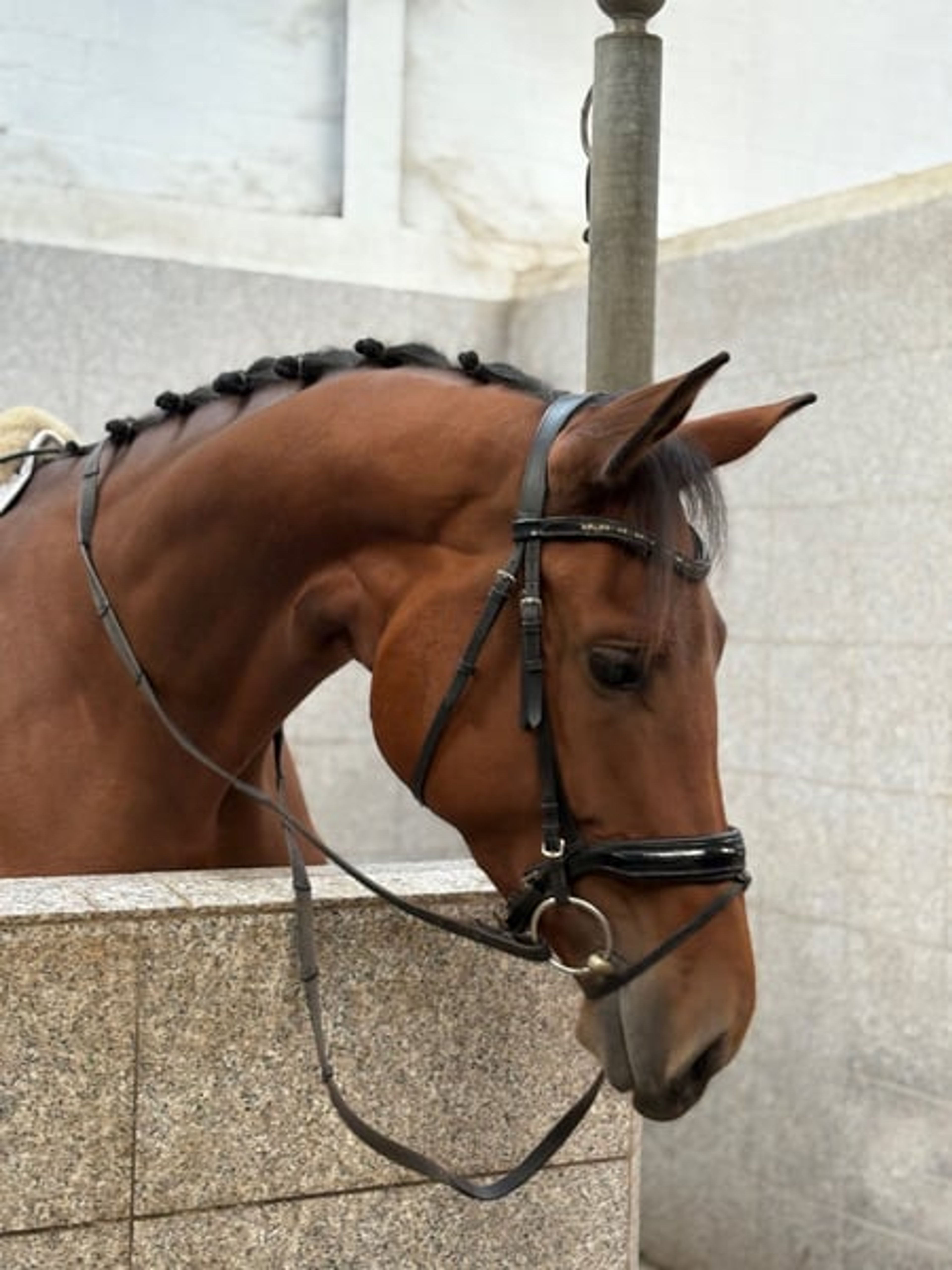 Dressage horse, placed at A level! Sale day this Saturday! - Image 3