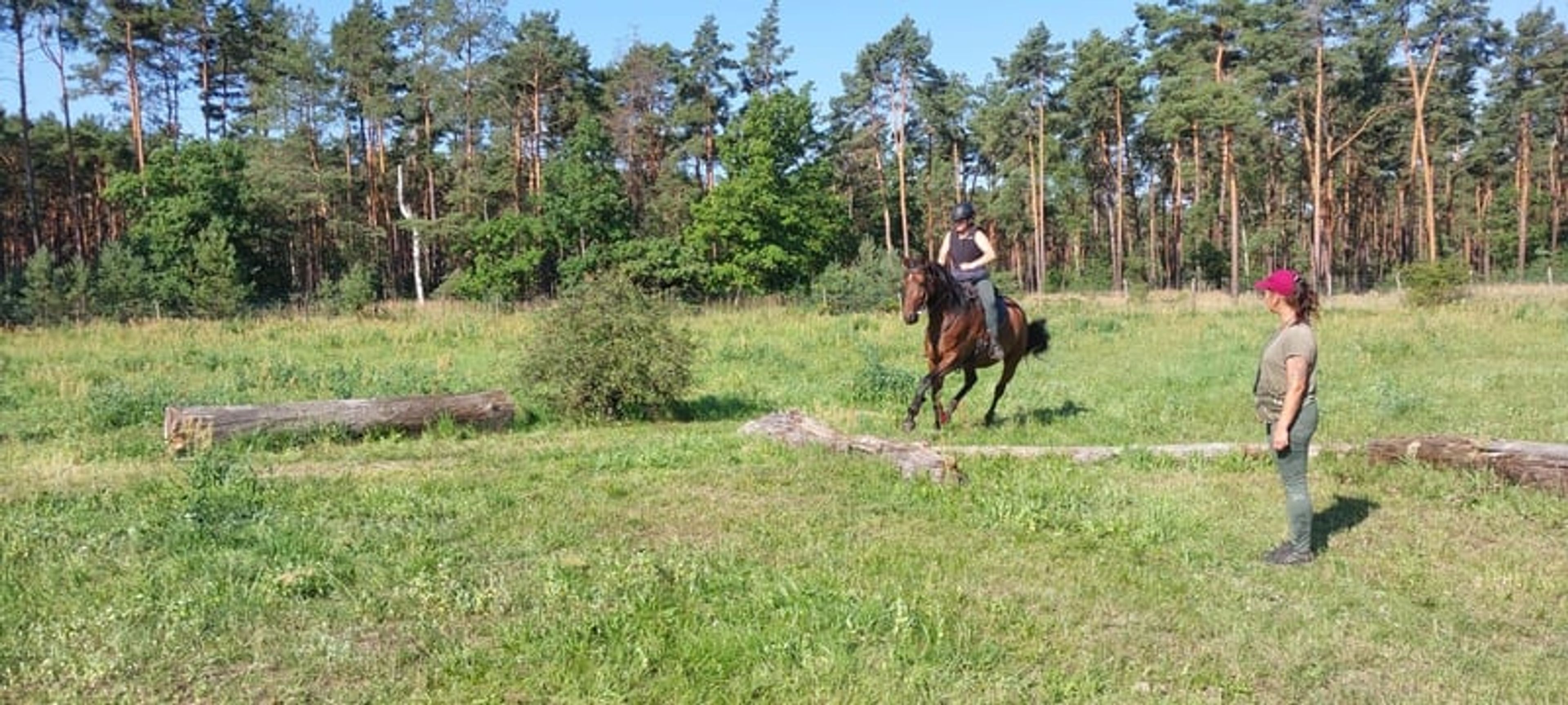 Bred to the very best sport horse standards! - Image 2
