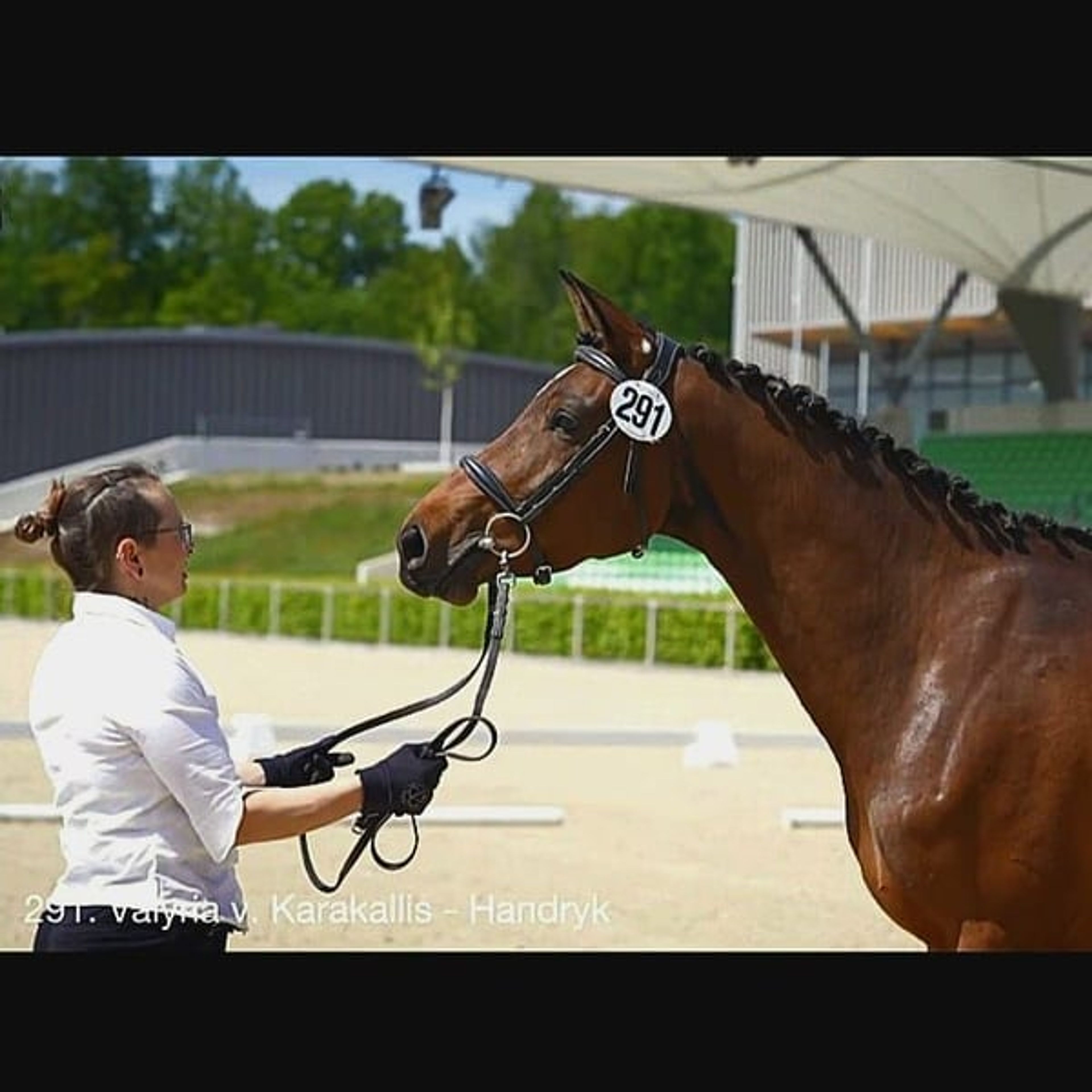 Bred to the very best sport horse standards! - Image 3