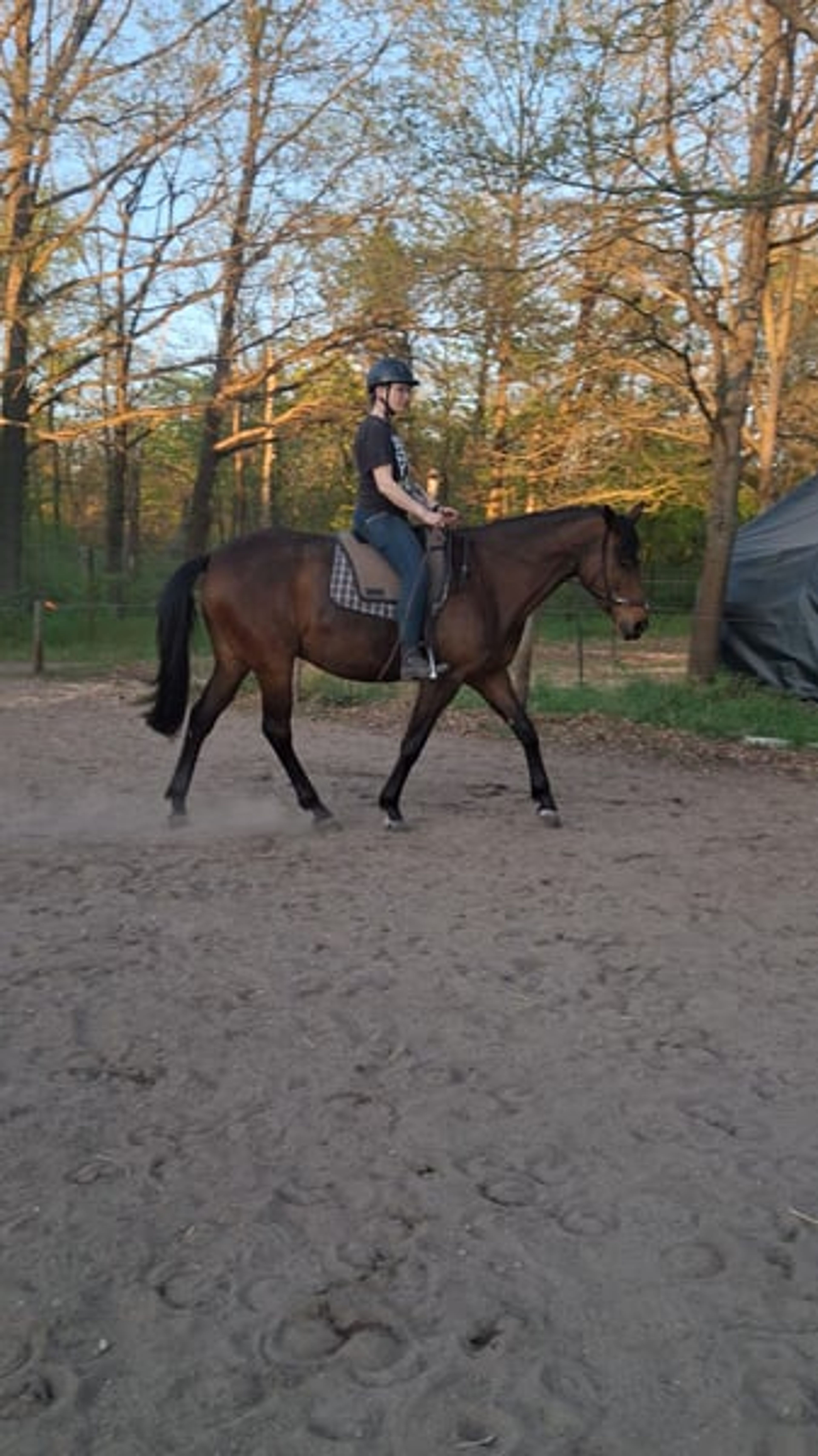 Bred to the very best sport horse standards! - Image 4
