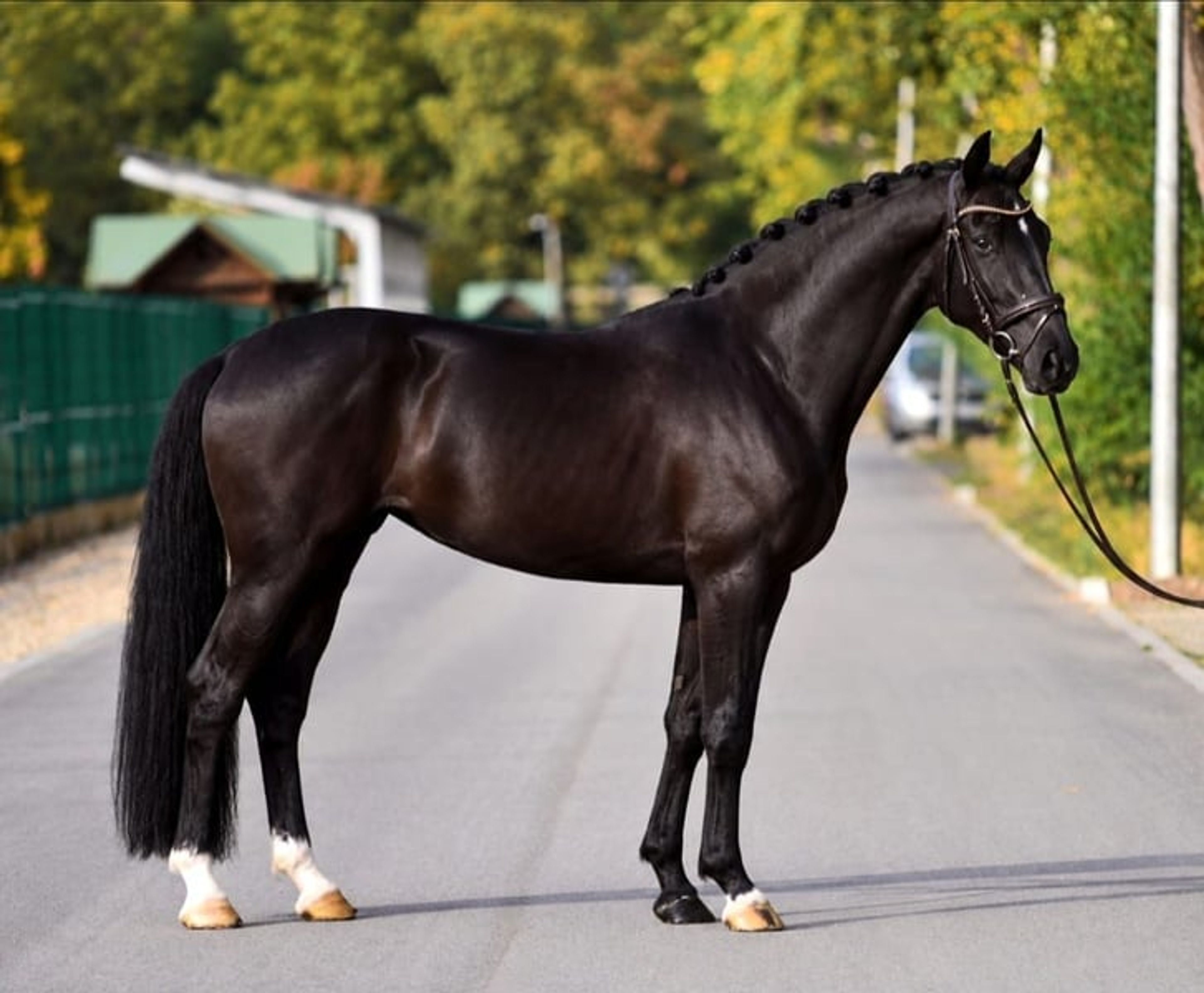 Sallisto M.H. 4-jährige schwarze Stute | 171 cm | Dressur
