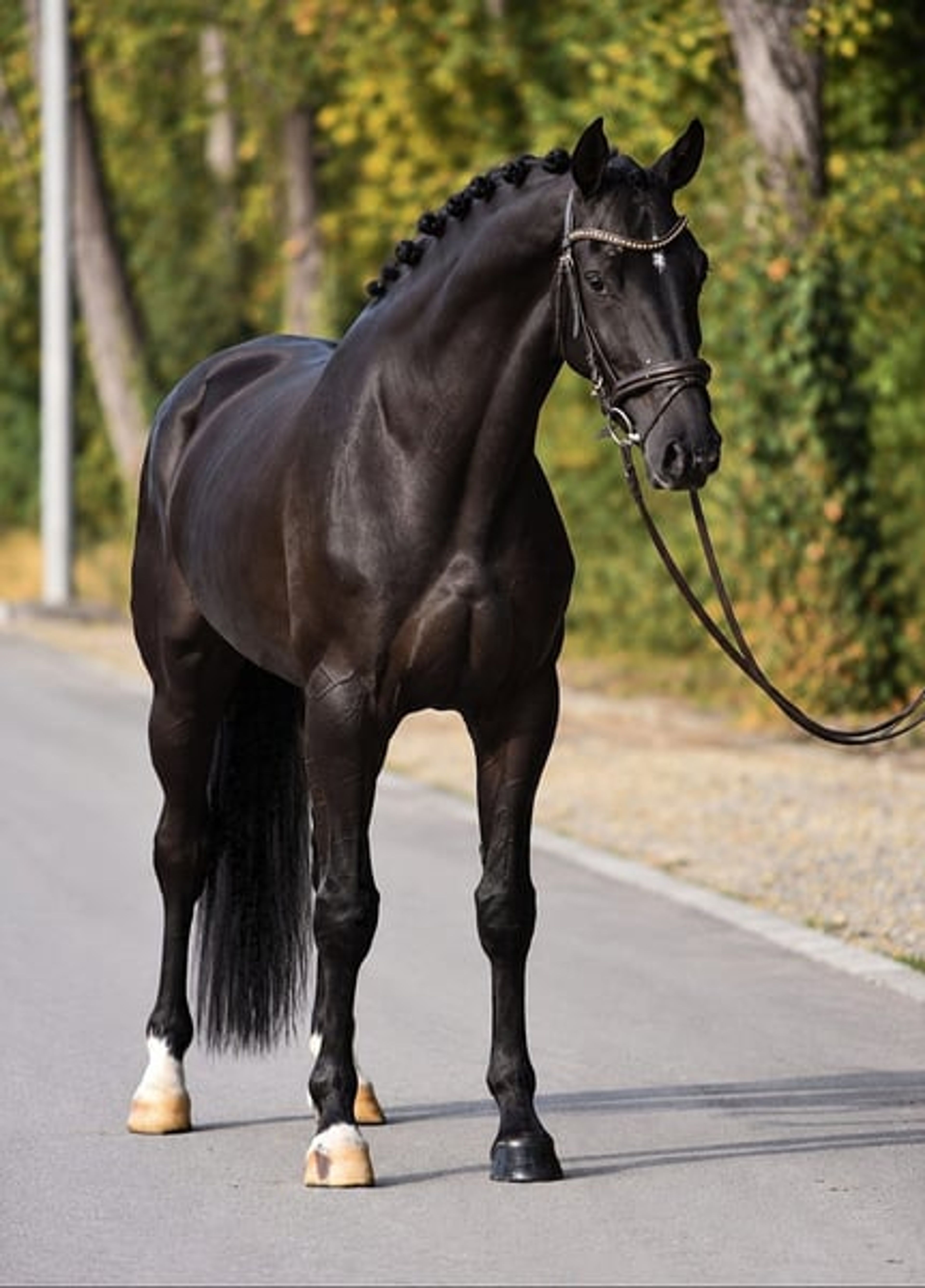 Sallisto M.H. 4-jährige schwarze Stute | 171 cm | Dressur - Image 2