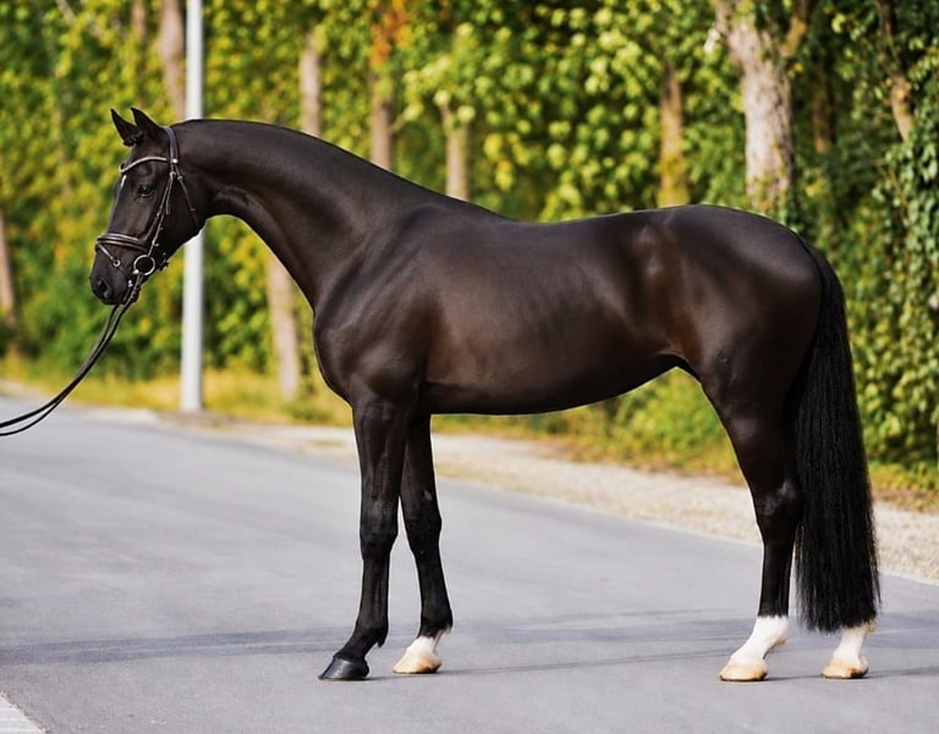 Sallisto M.H. 4-jährige schwarze Stute | 171 cm | Dressur - Image 3