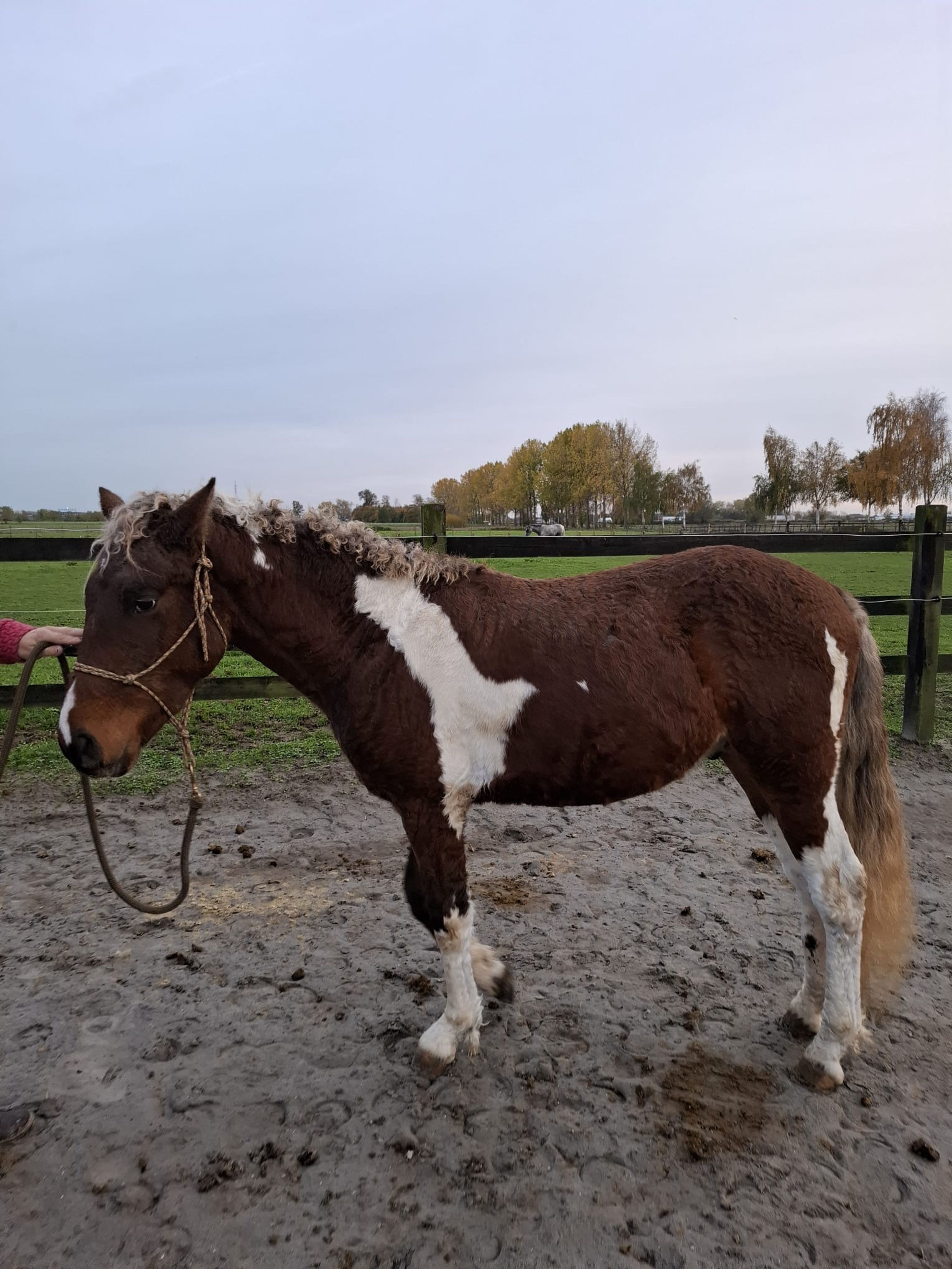 PC Sjötta (PC EL PRIMO x CHARMING JET ROCK IT) - Image 6