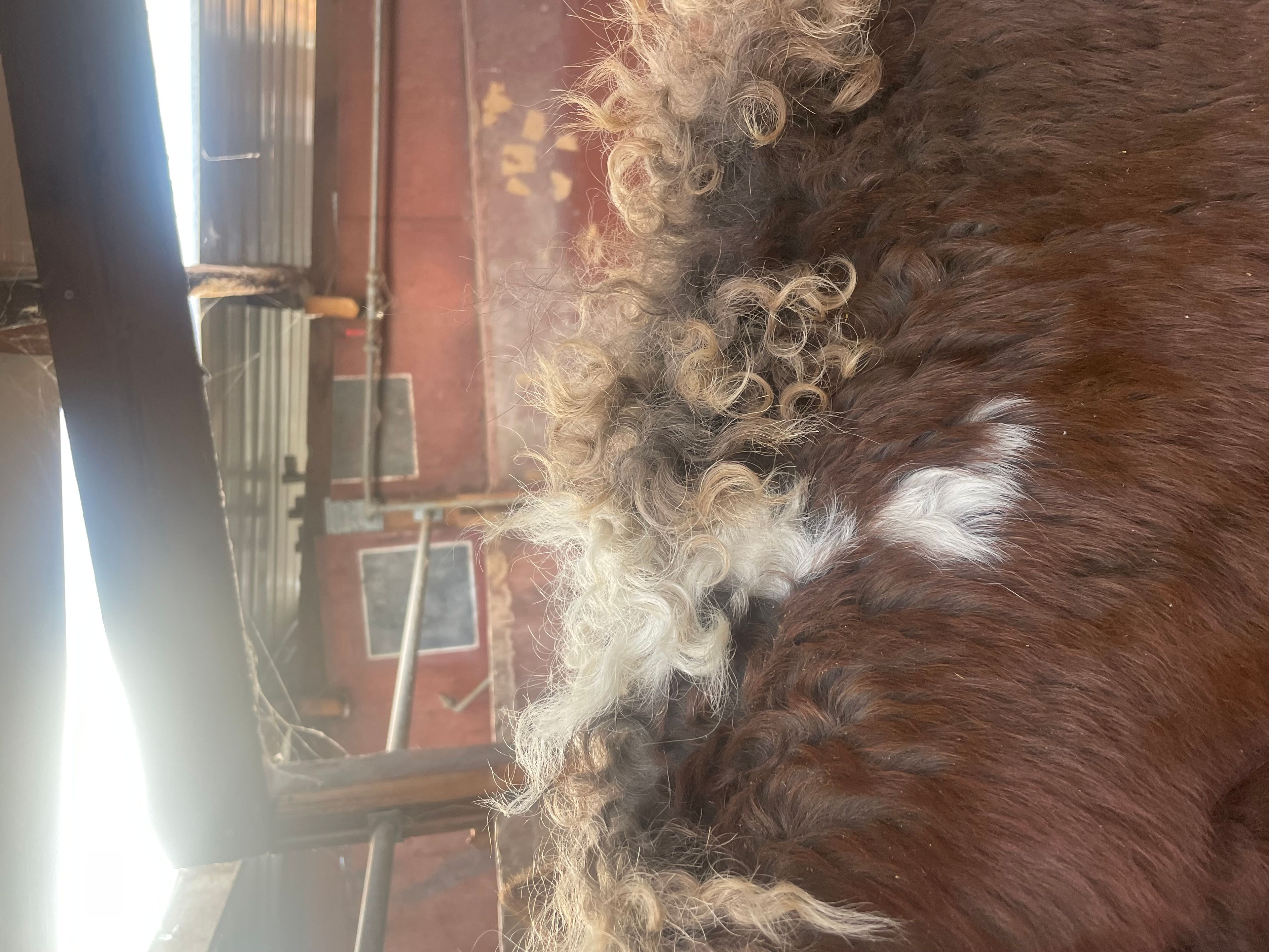 PC Sjötta (PC EL PRIMO x CHARMING JET ROCK IT) - Image 10