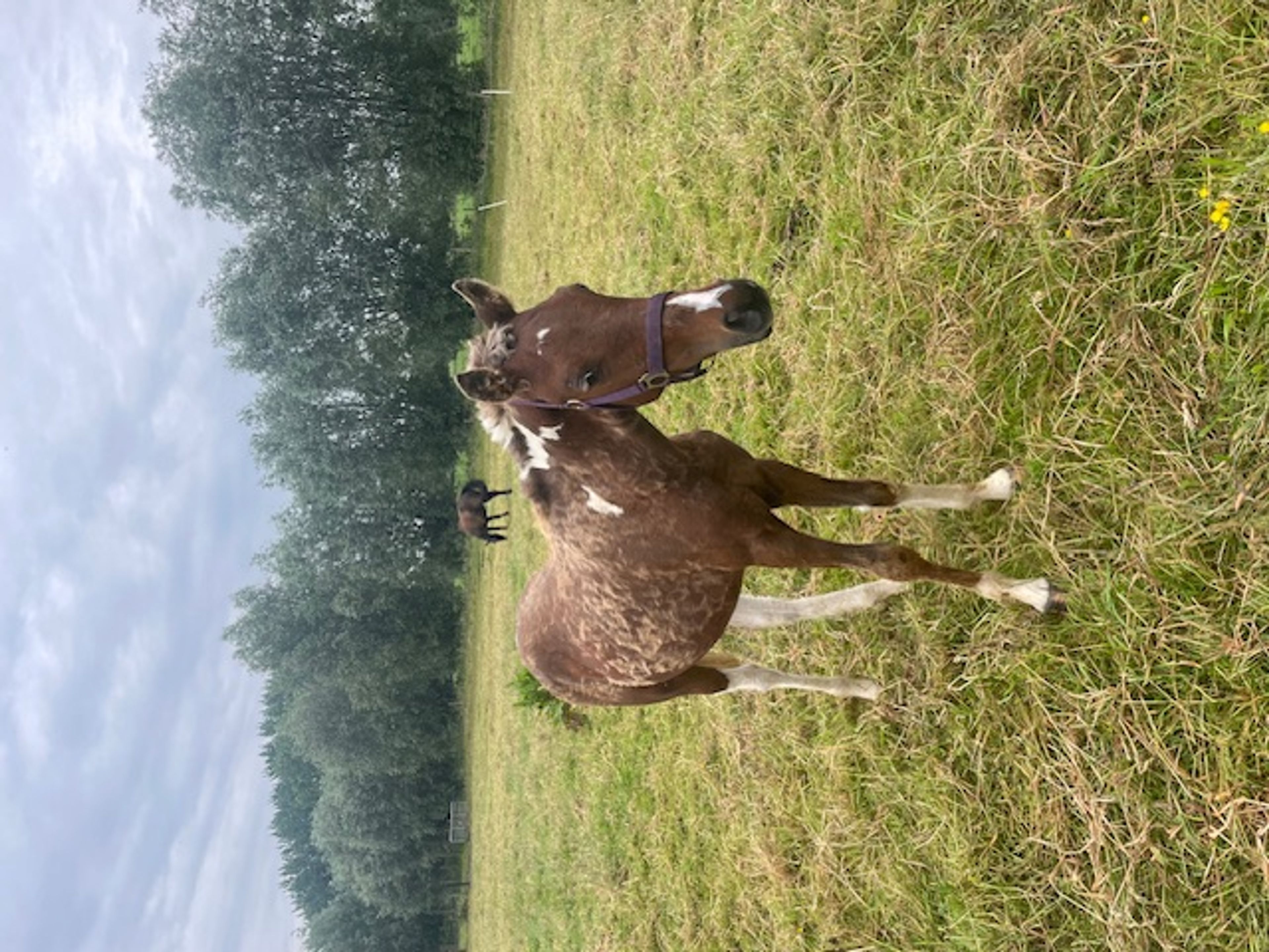 PC Sjötta (PC EL PRIMO x CHARMING JET ROCK IT) - Image 12