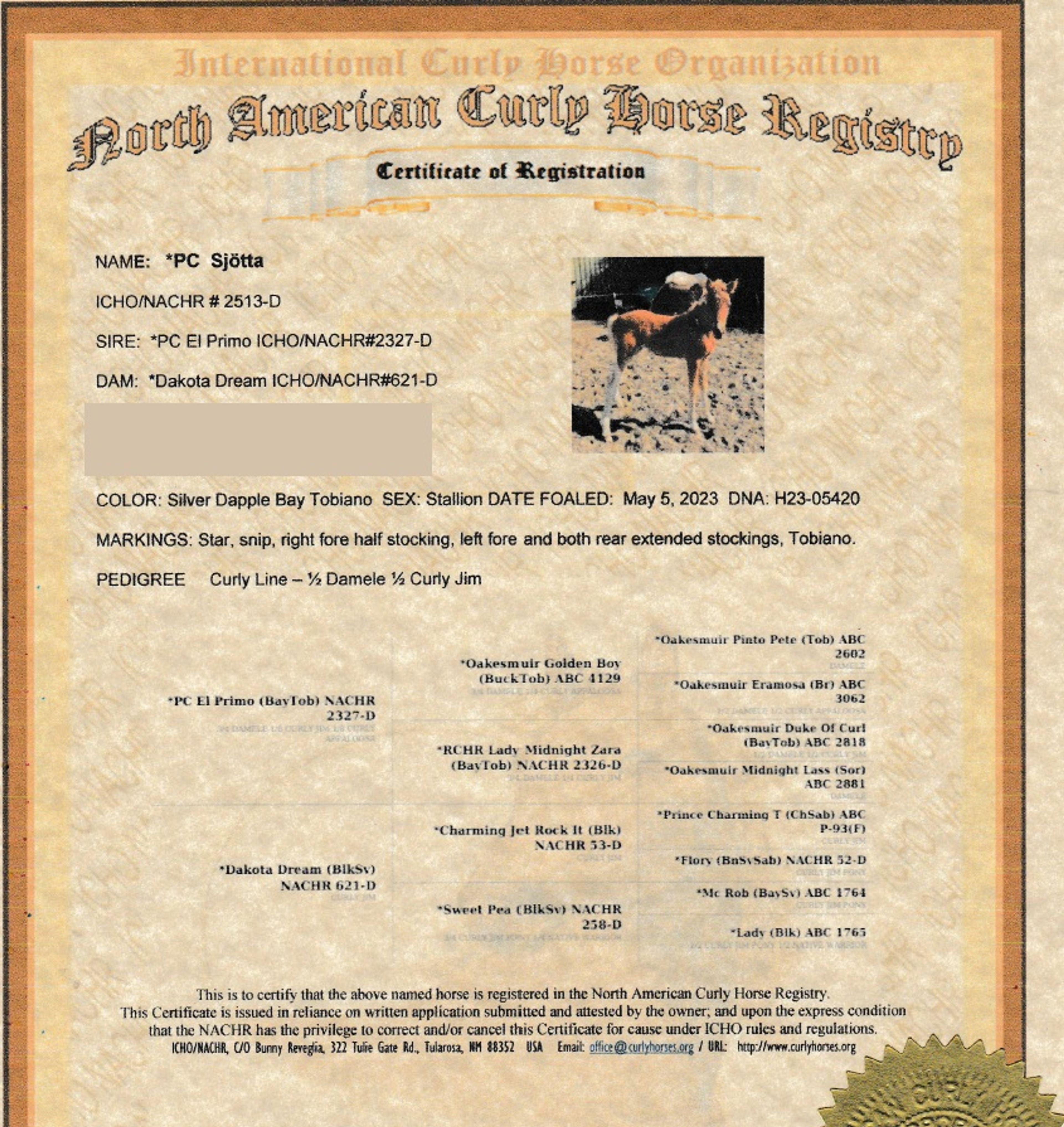 PC Sjötta (PC EL PRIMO x CHARMING JET ROCK IT) - Image 13