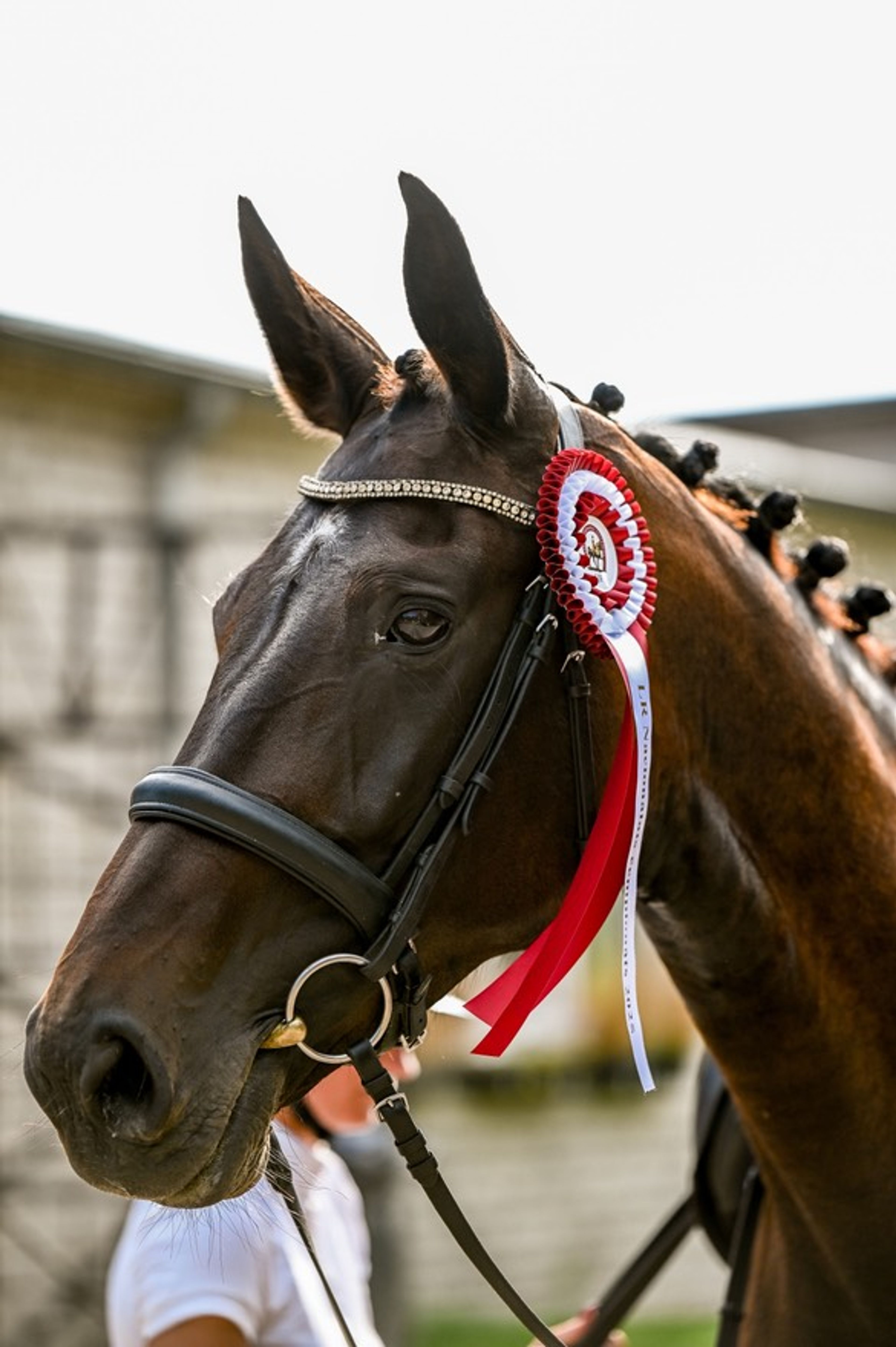 Safe Haven - Image 4