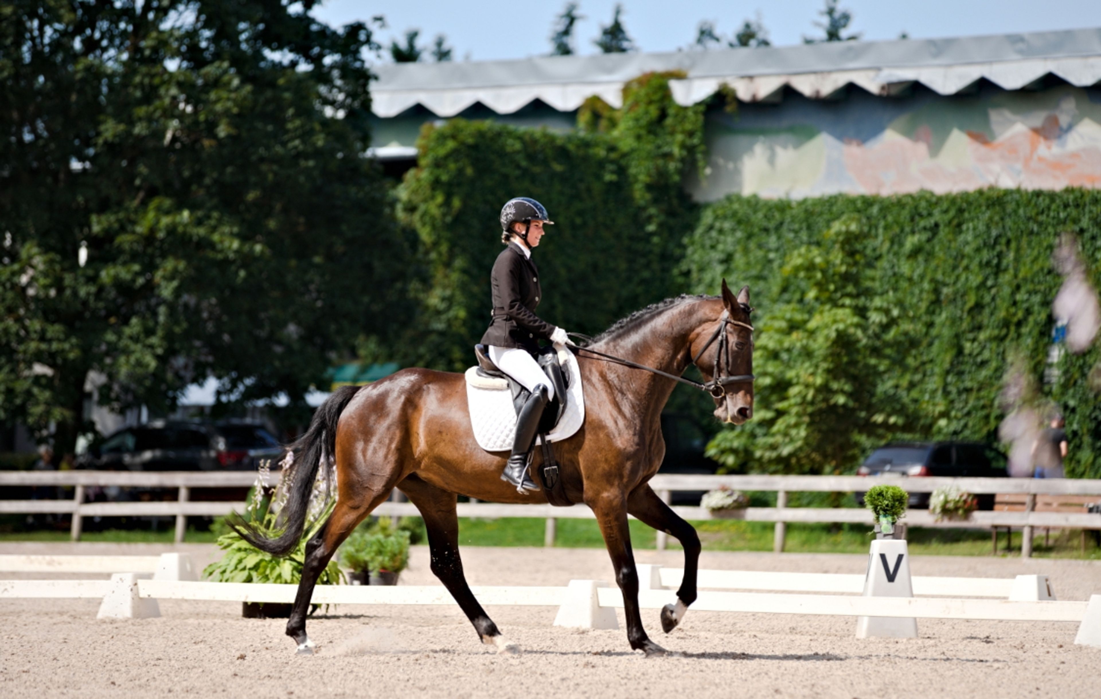 Safe Haven - Image 5