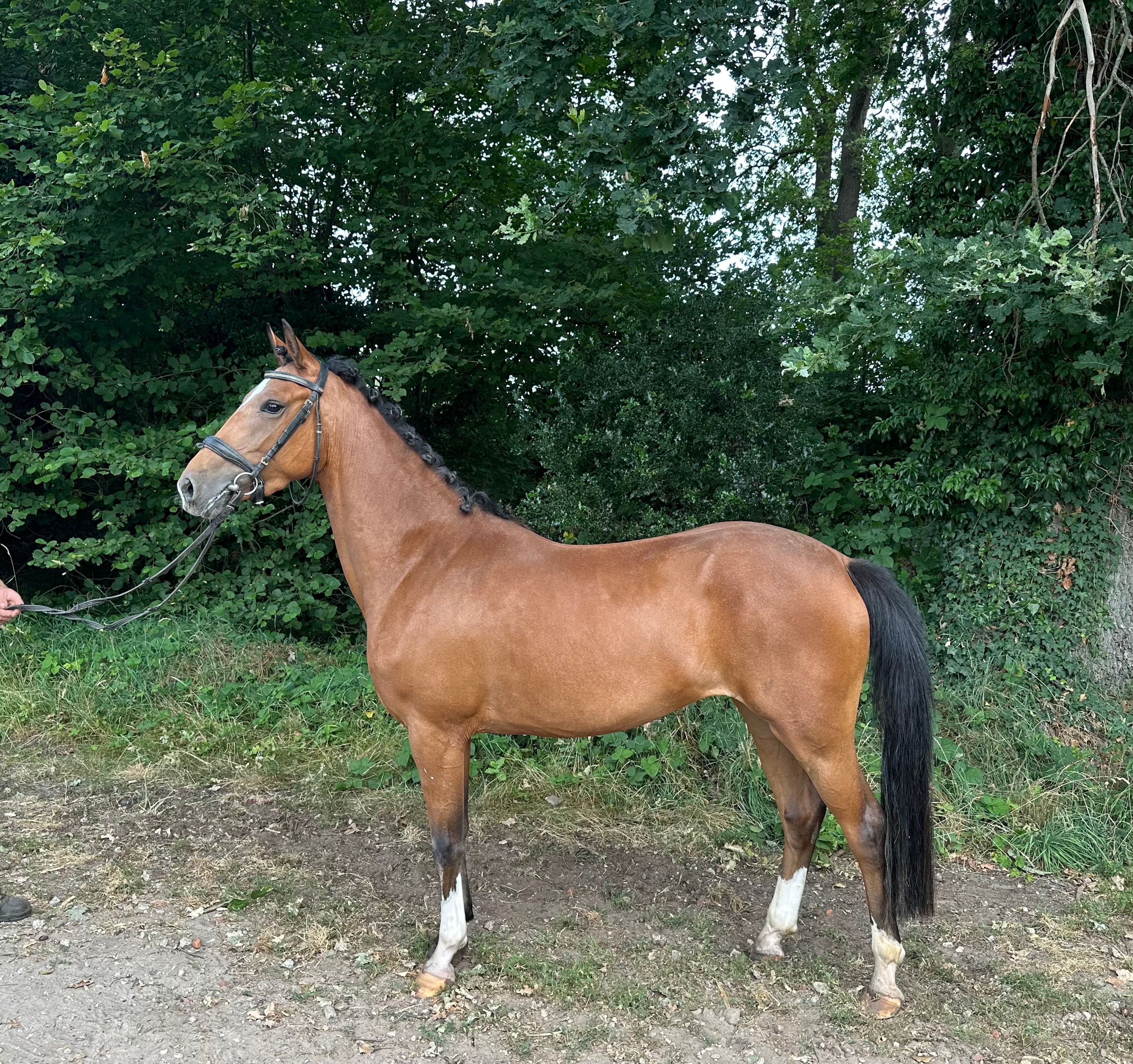 Mira (DIMMANS ELECTRON x KOSMO VAN ORCHID'S) - Image 1