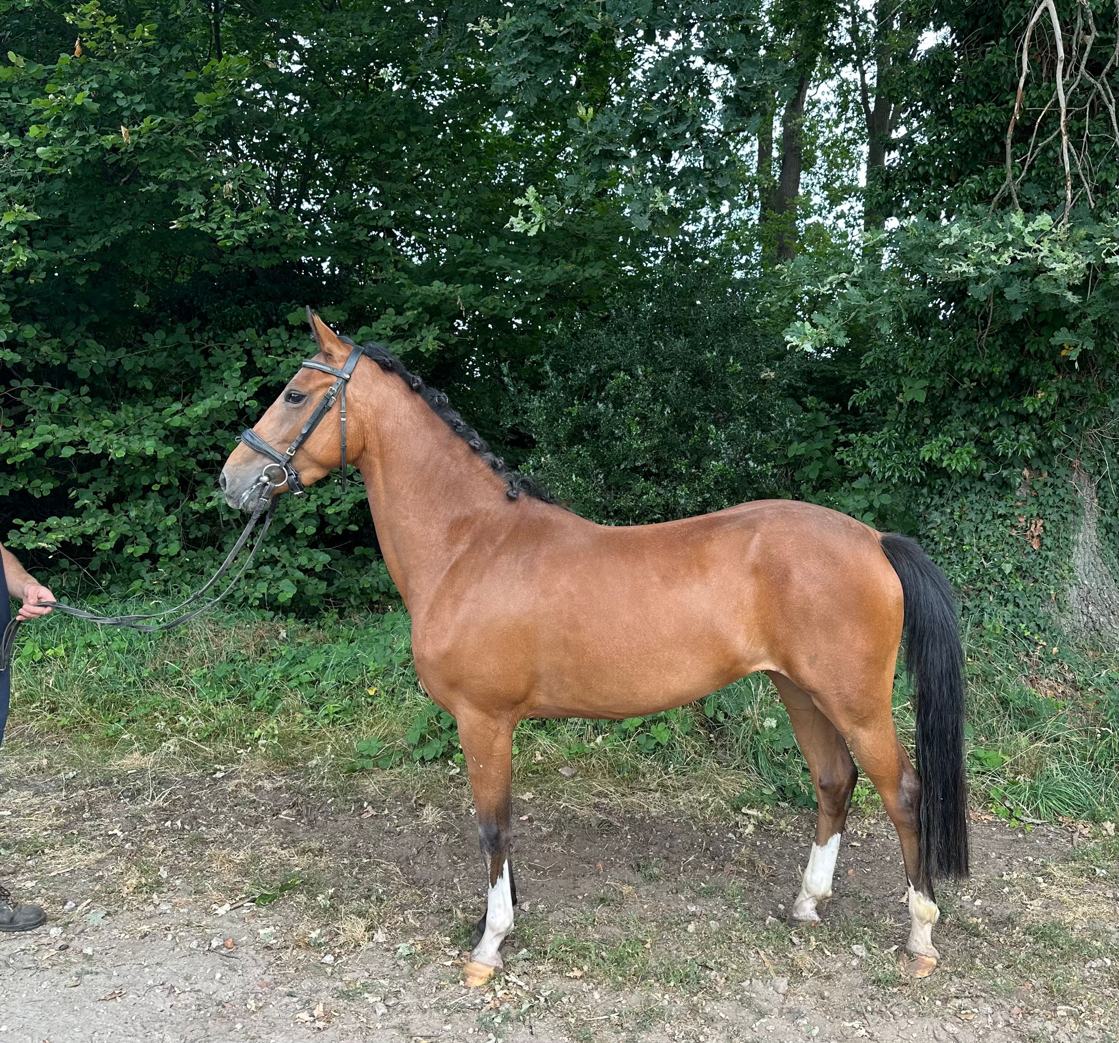 Mira (DIMMANS ELECTRON x KOSMO VAN ORCHID'S) - Image 2