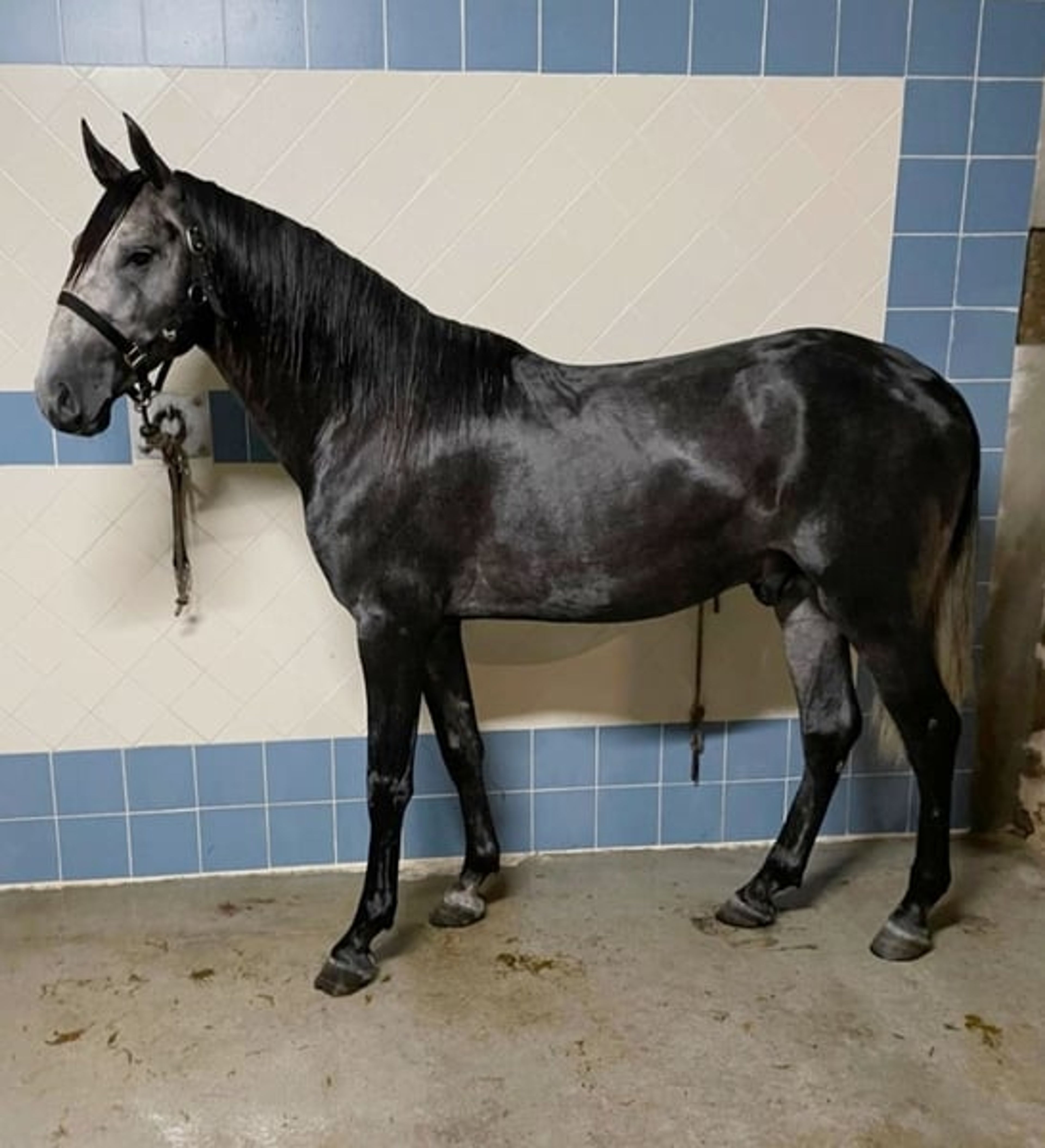 Large, powerful Lusitano with good movement
