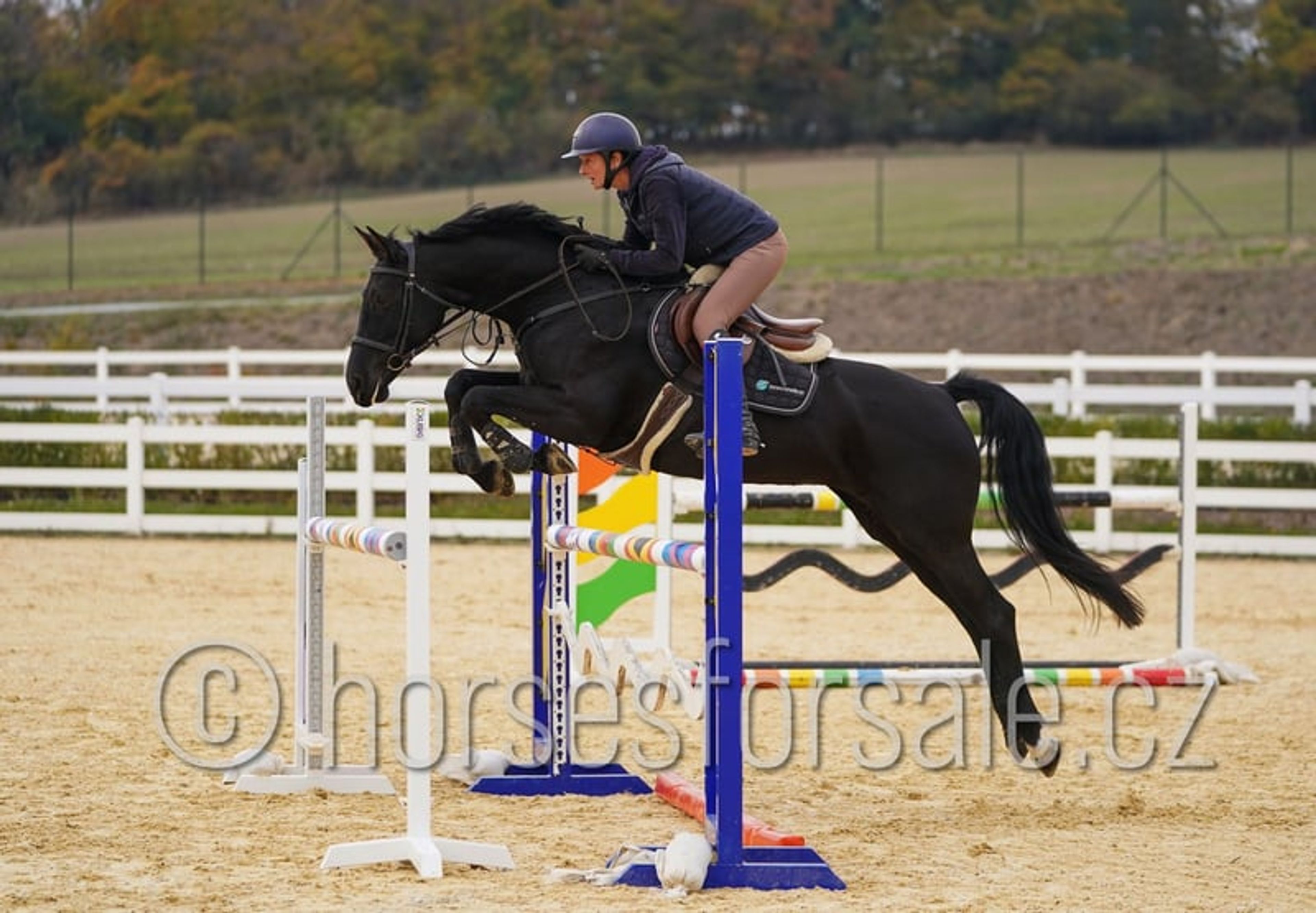 Excellent horse for young riders, also suitable for riders moving up from ponies. - Image 1