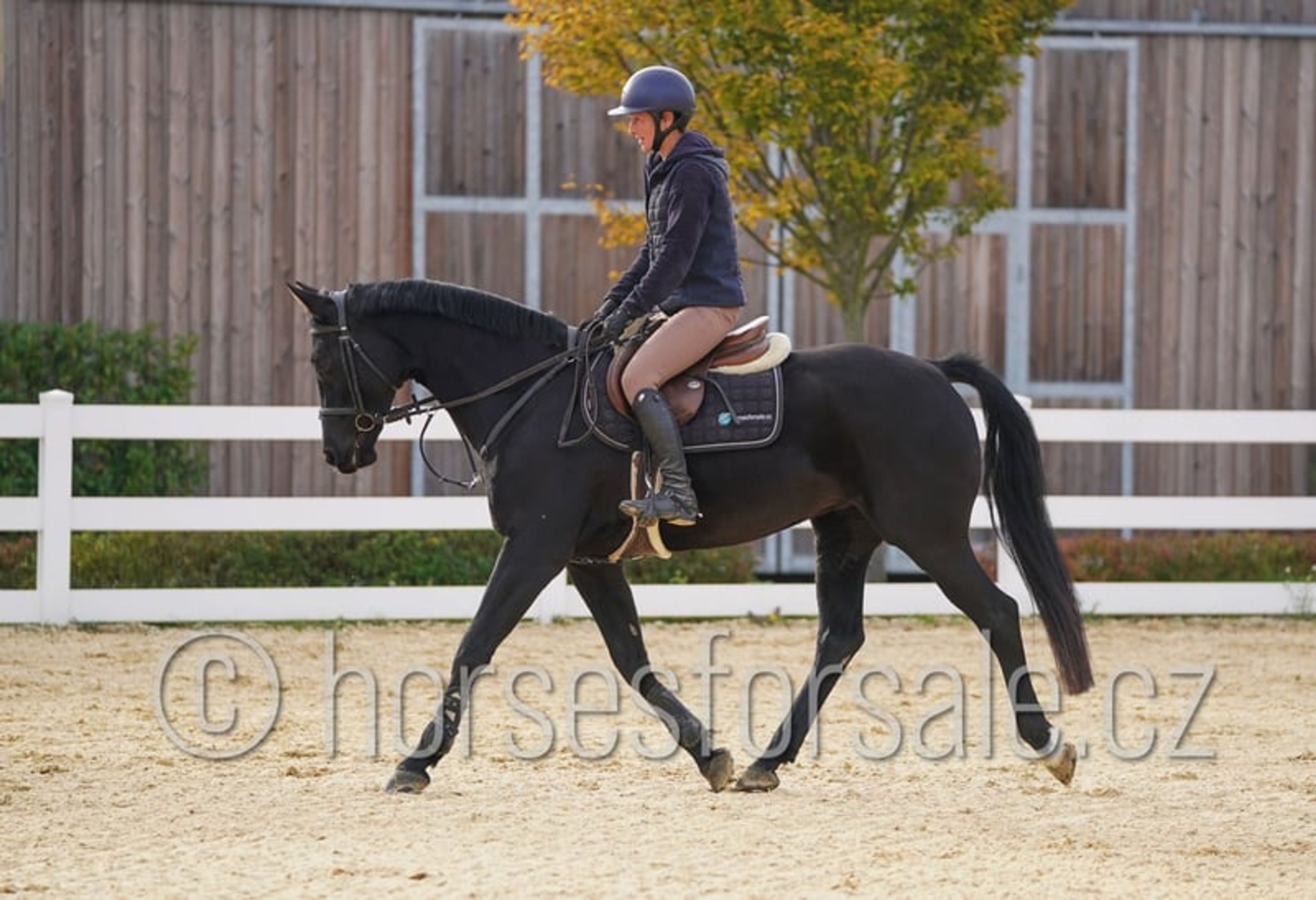 Excellent horse for young riders, also suitable for riders moving up from ponies. - Image 2