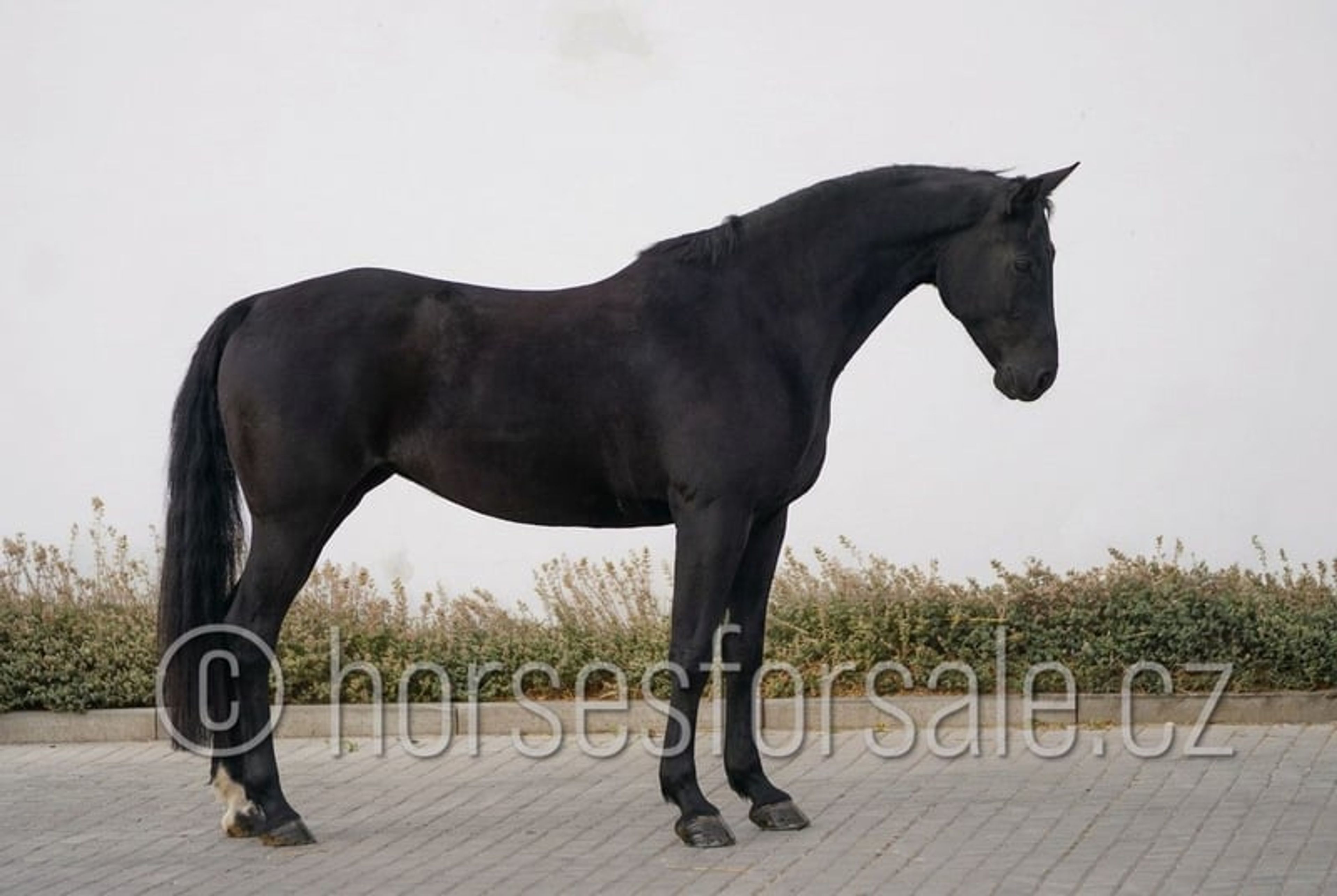 Excellent horse for young riders, also suitable for riders moving up from ponies. - Image 3