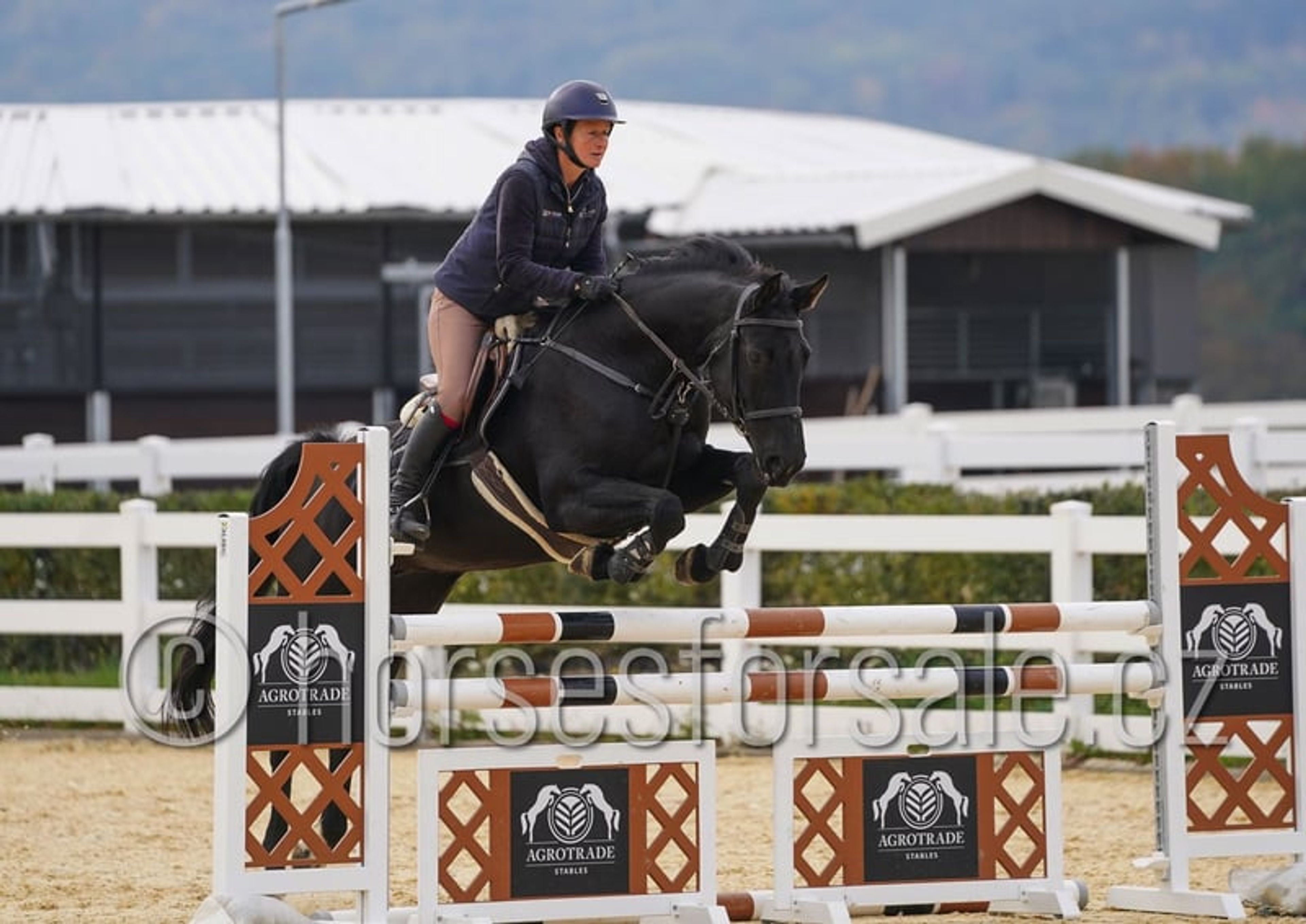 Excellent horse for young riders, also suitable for riders moving up from ponies. - Image 4