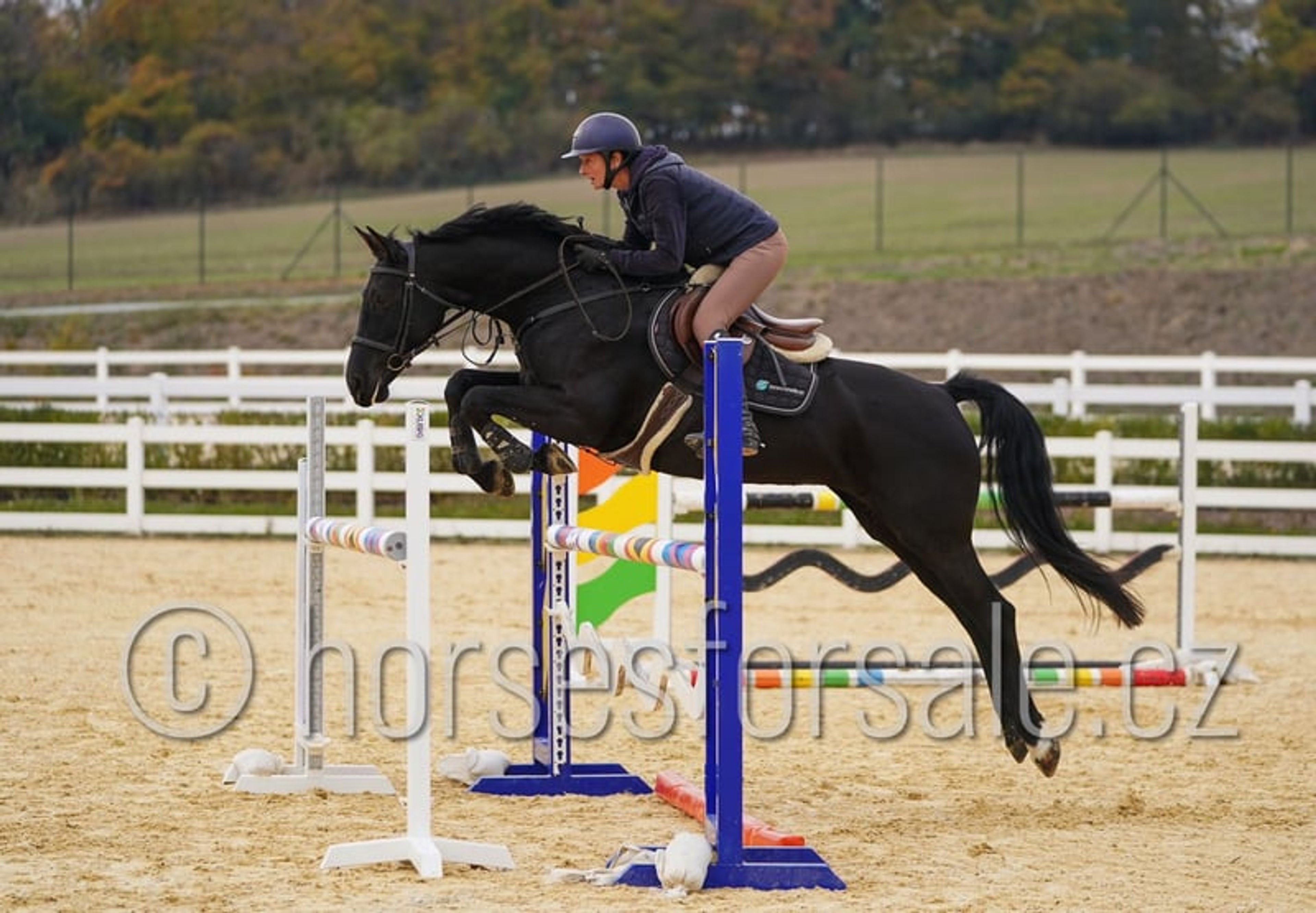 Excellent horse for young riders, also suitable for riders moving up from ponies. - Image 5