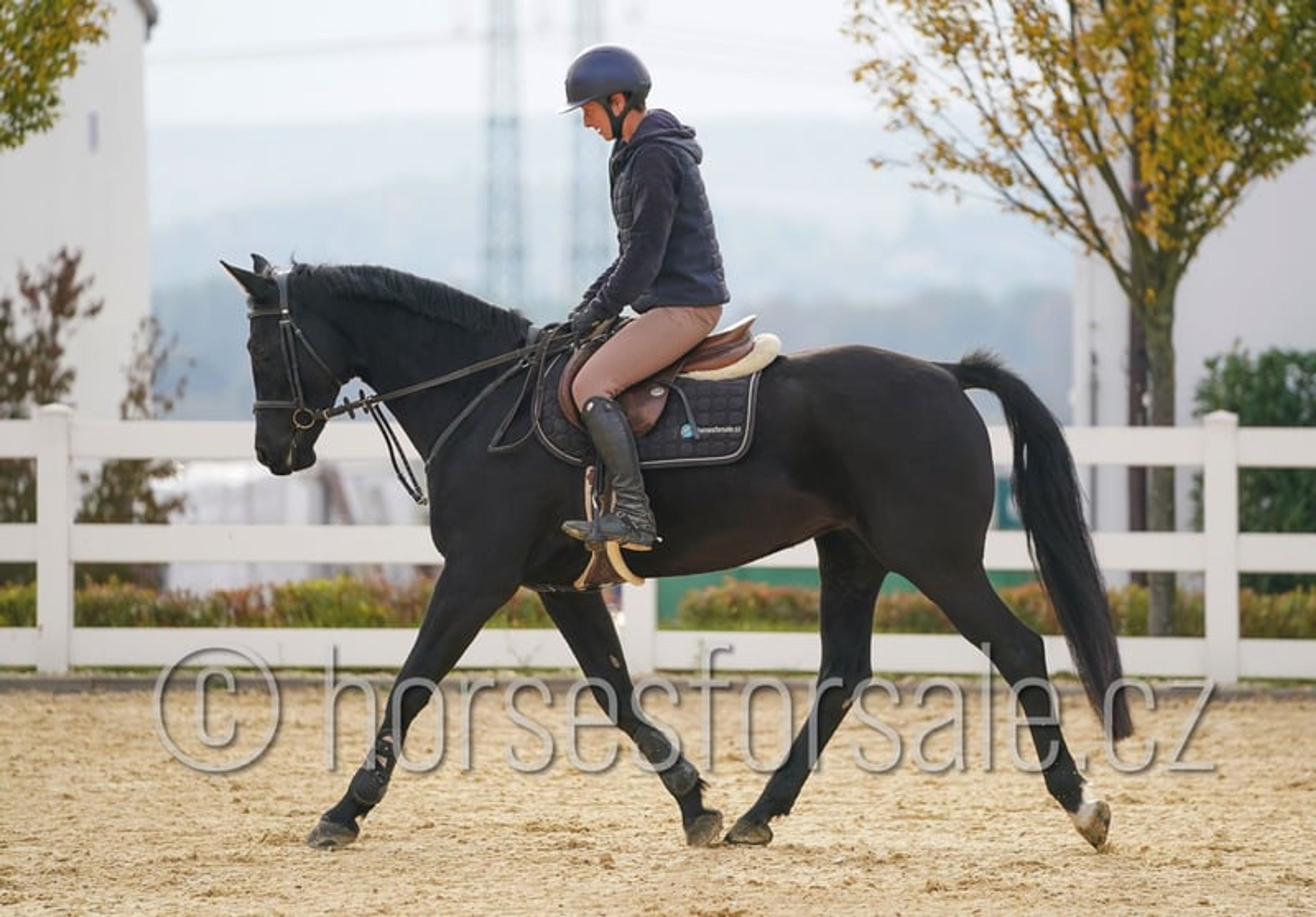 Excellent horse for young riders, also suitable for riders moving up from ponies. - Image 6