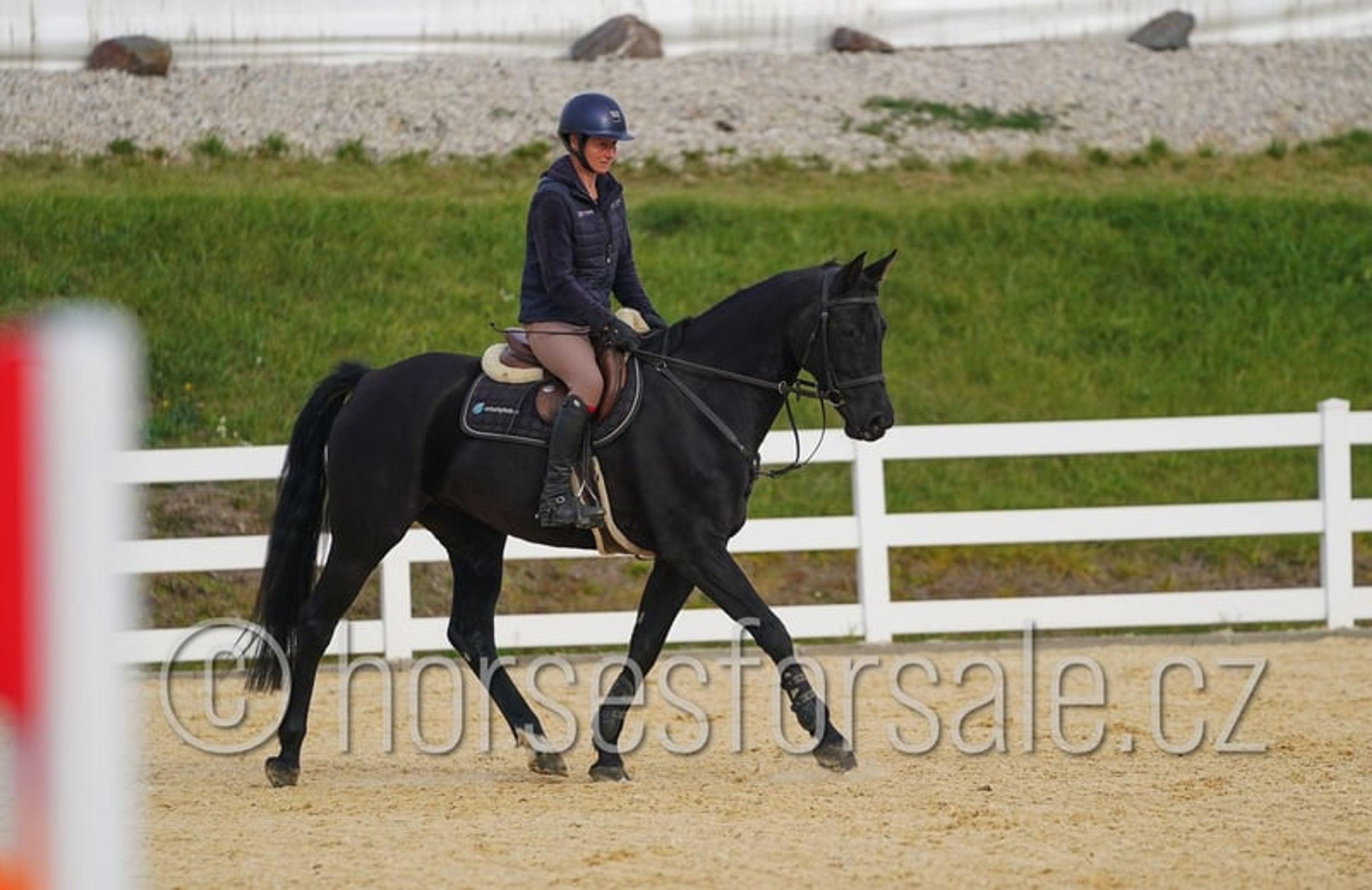 Excellent horse for young riders, also suitable for riders moving up from ponies. - Image 7