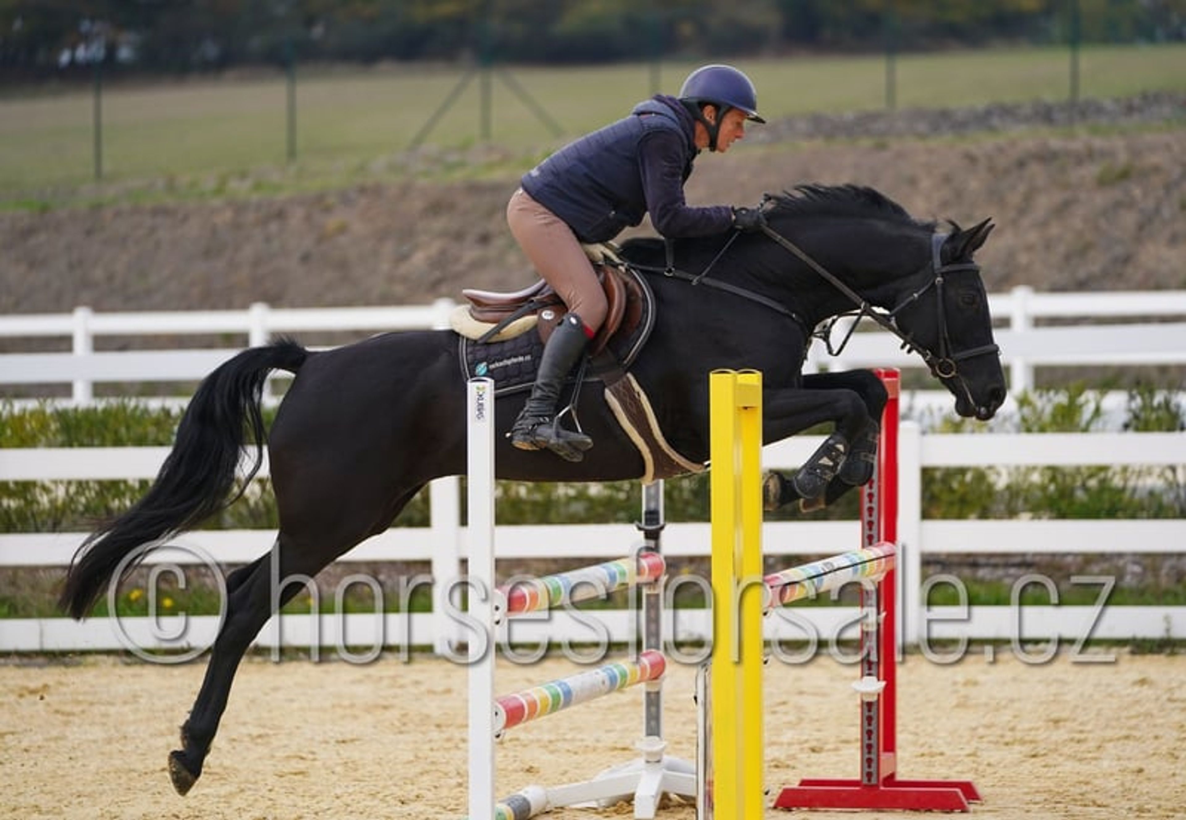 Excellent horse for young riders, also suitable for riders moving up from ponies. - Image 8