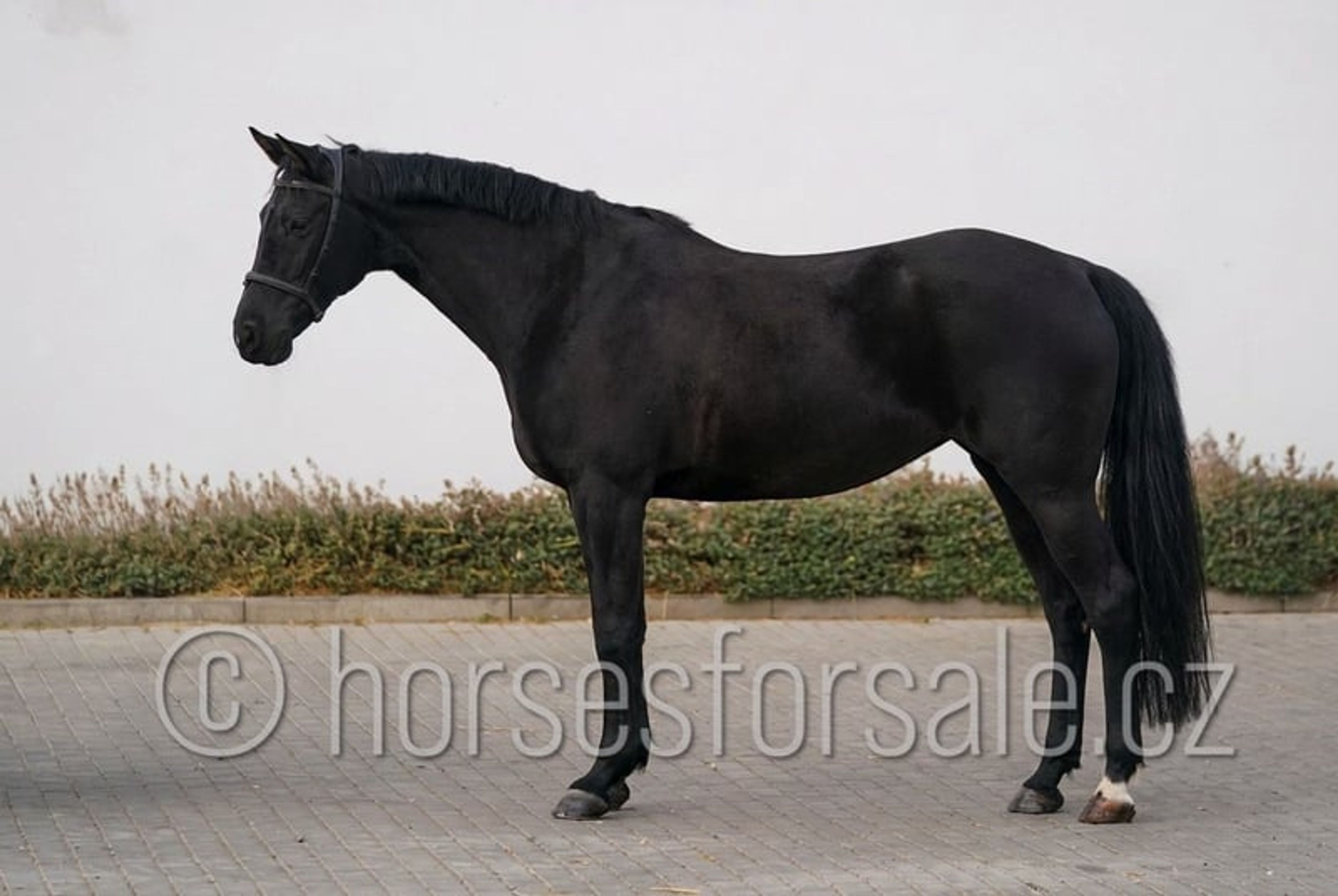 Excellent horse for young riders, also suitable for riders moving up from ponies. - Image 9