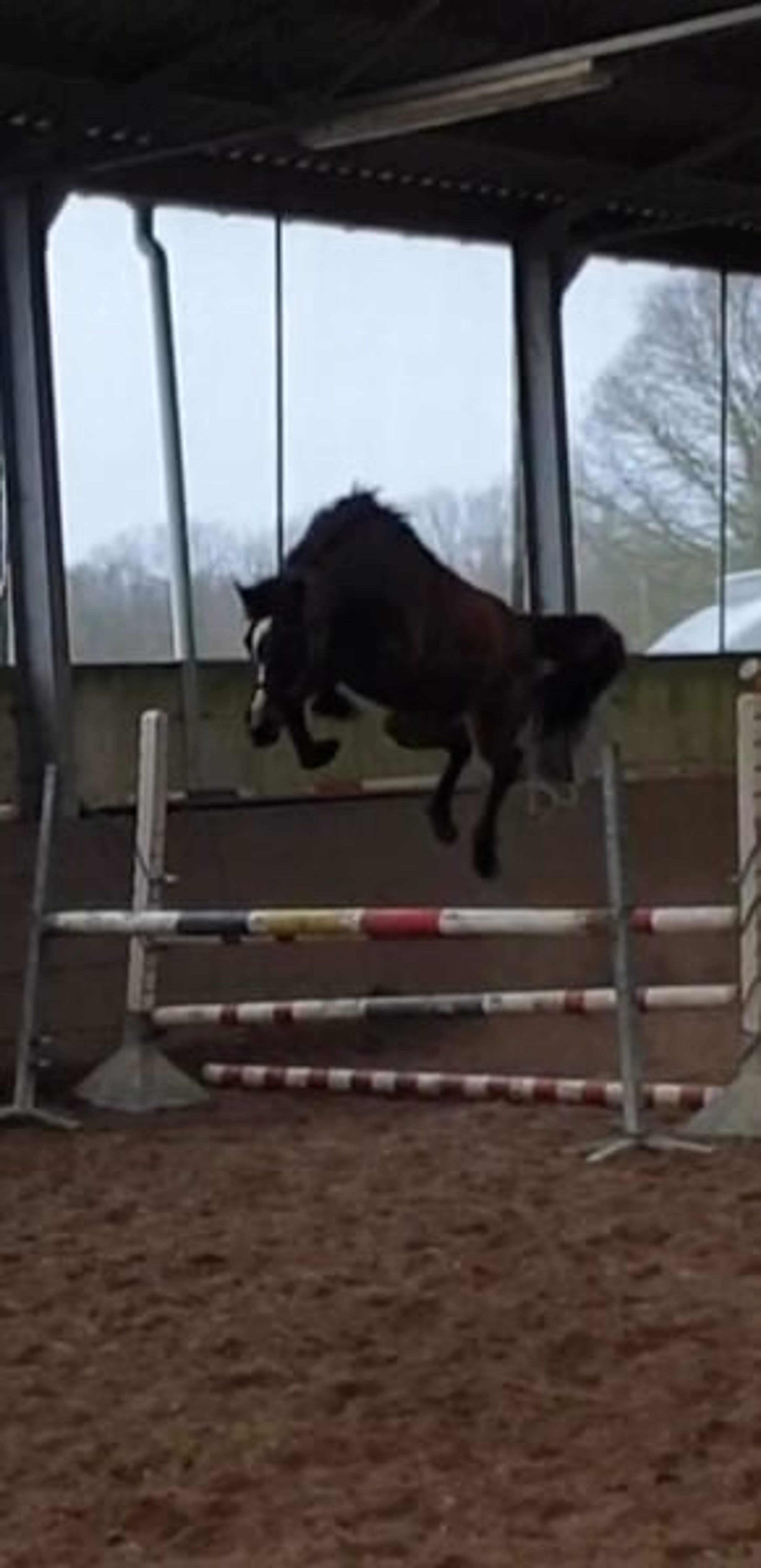 7-year-old mare