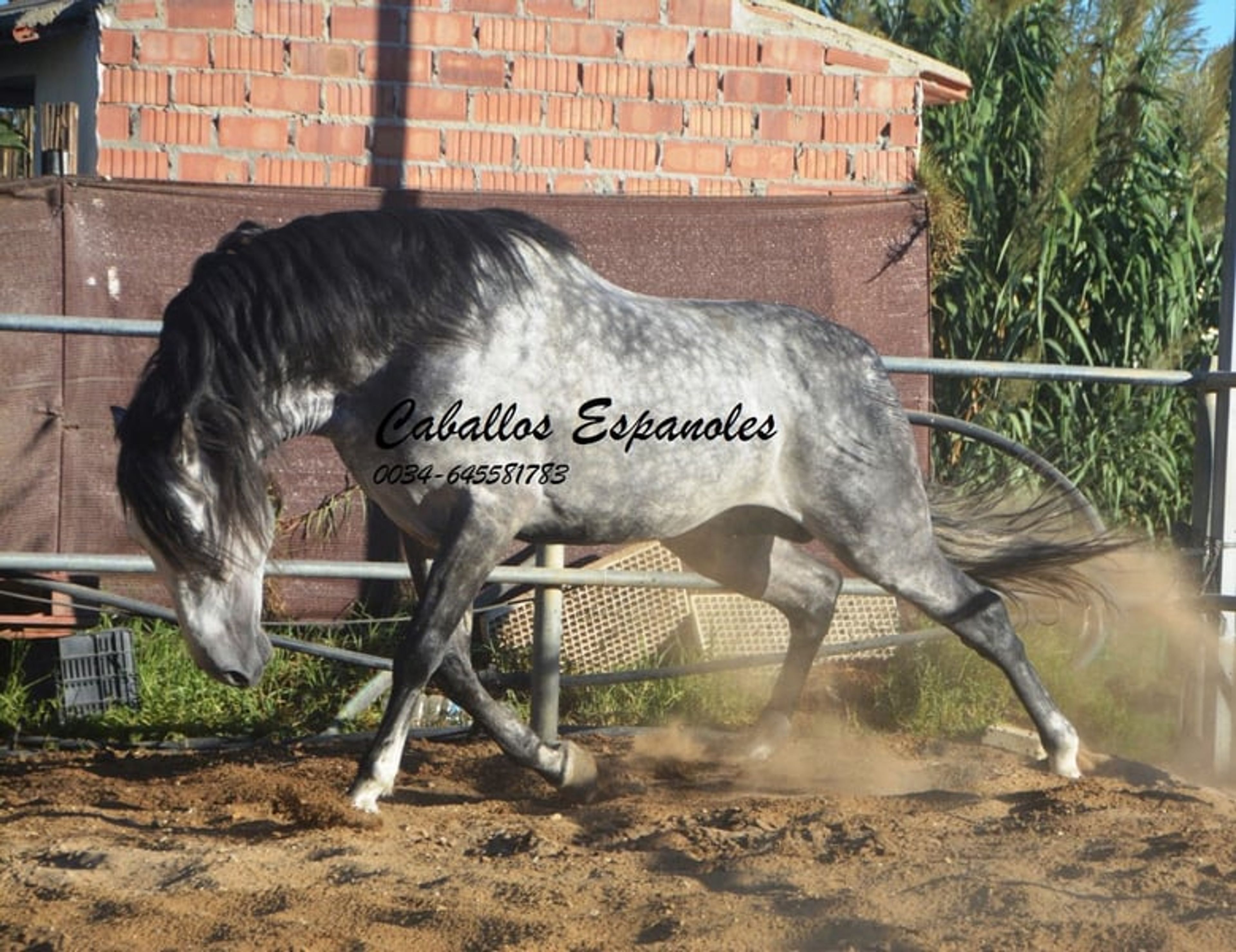 Baroque, powerful PRE stallion