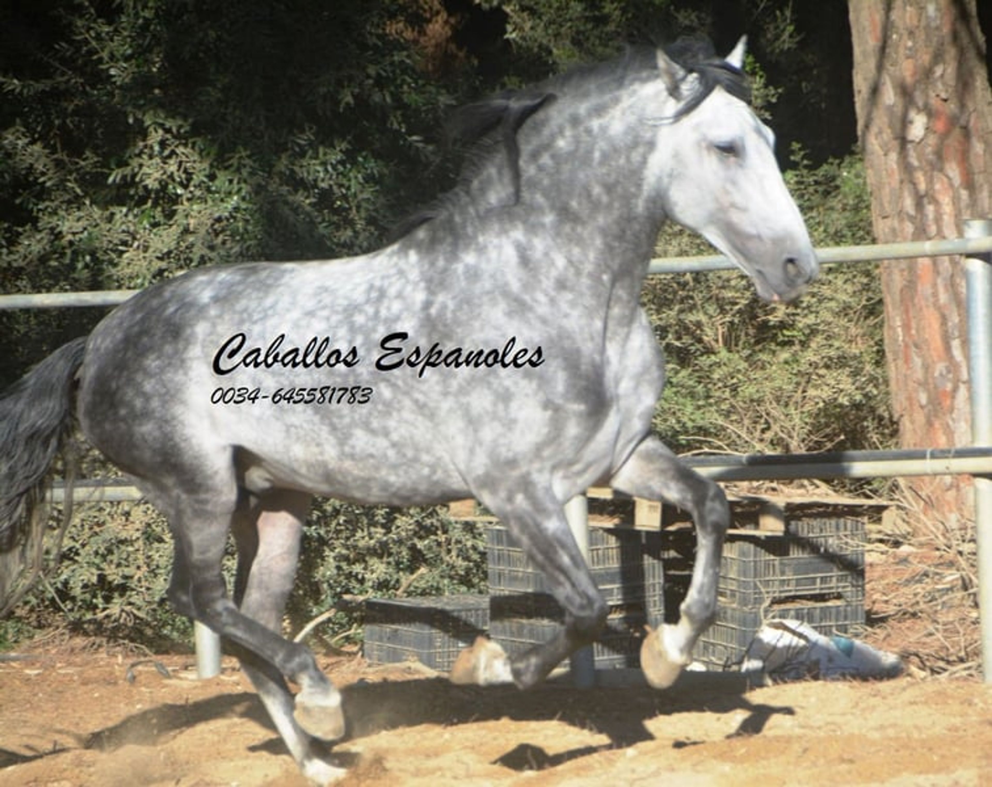 Baroque, powerful PRE stallion - Image 2