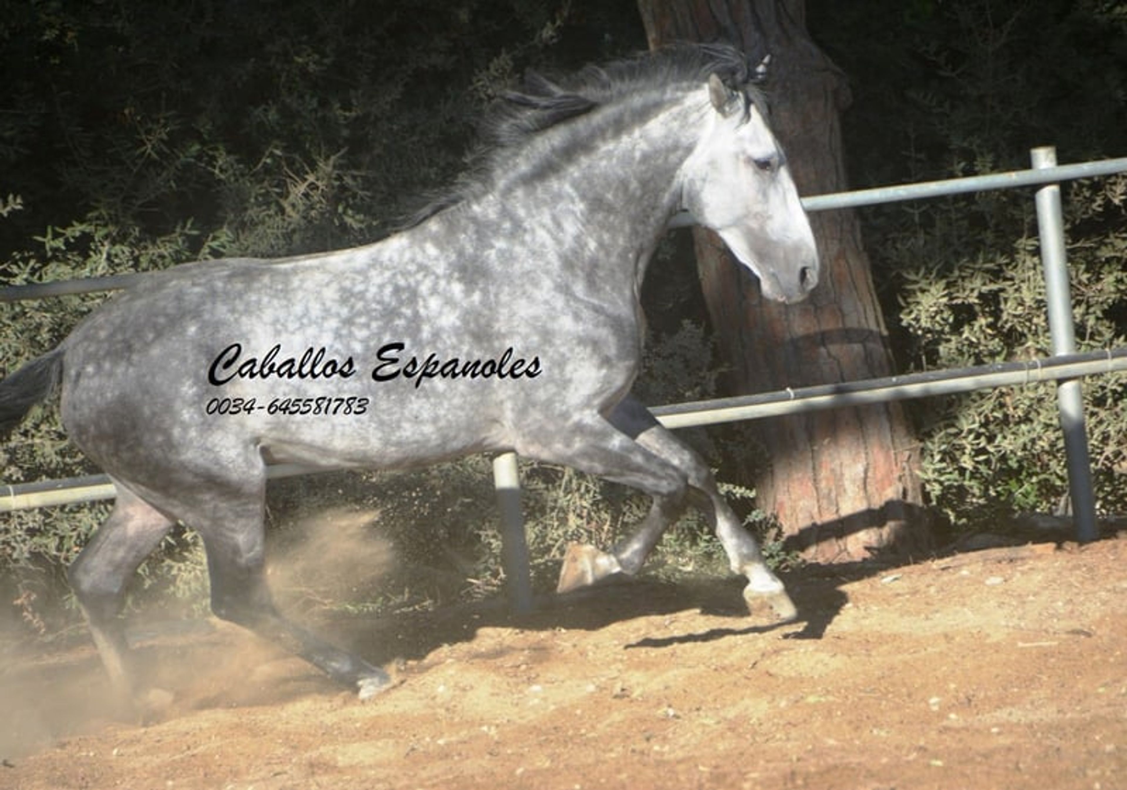 Baroque, powerful PRE stallion - Image 3