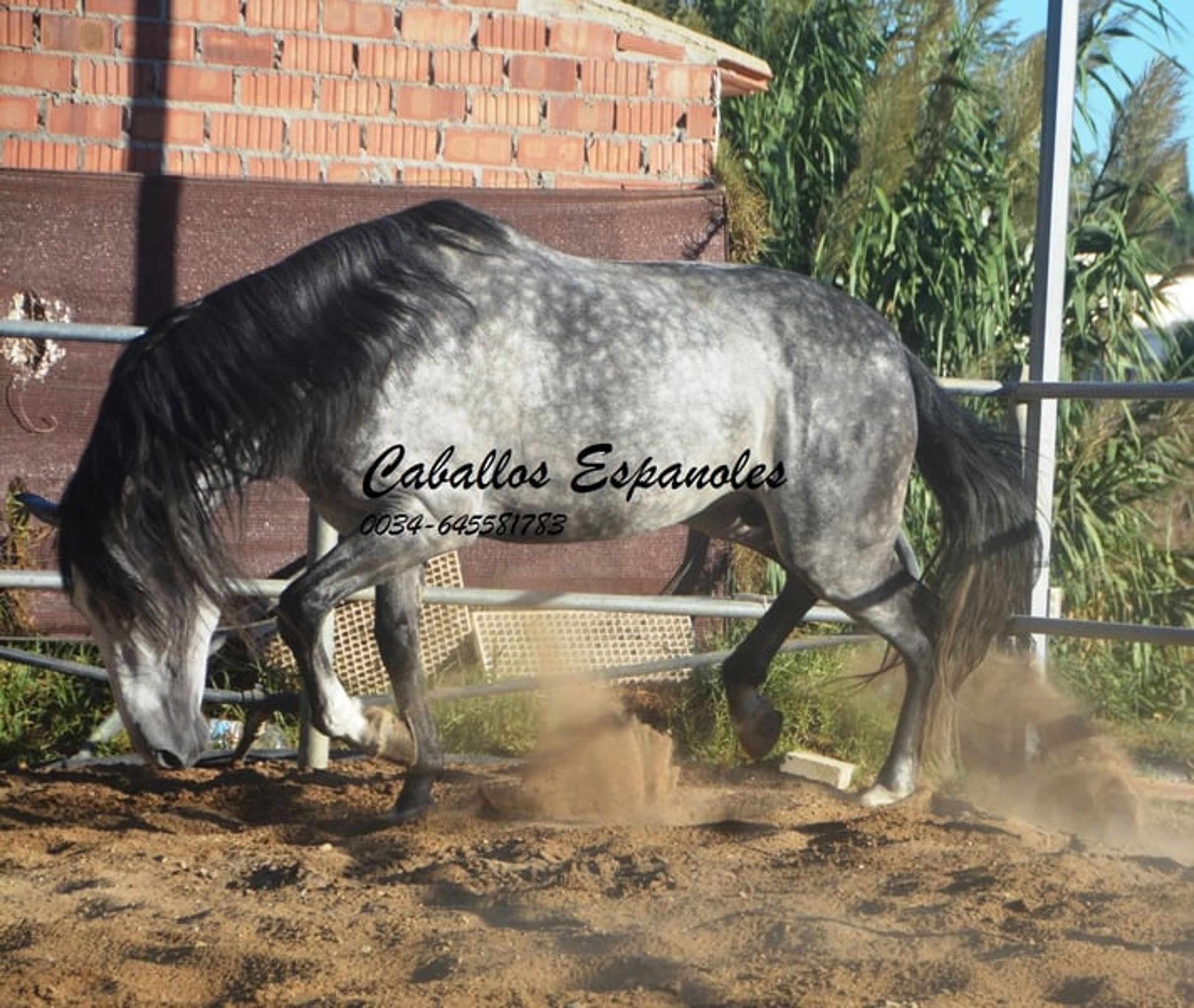 Baroque, powerful PRE stallion - Image 4