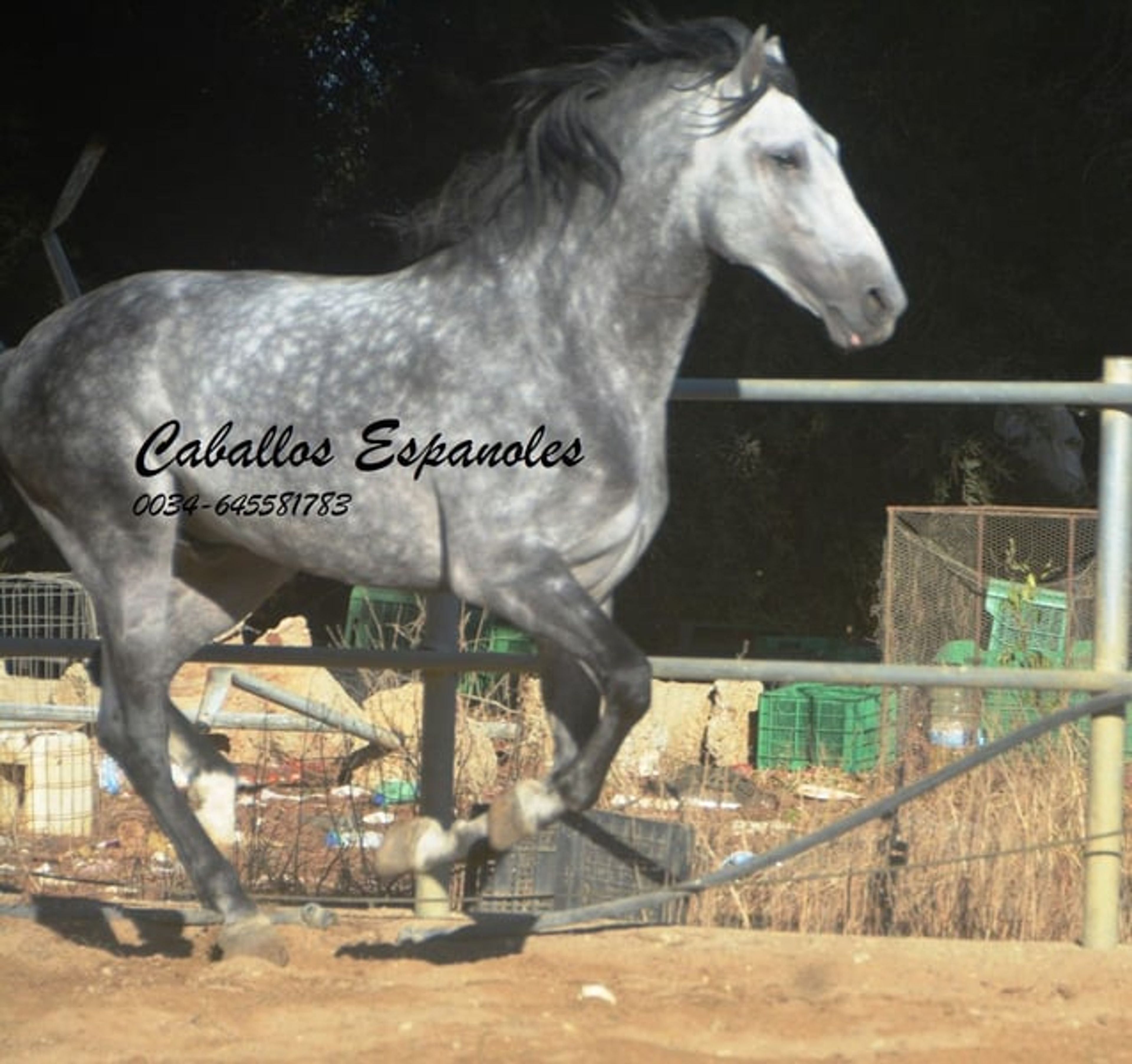 Baroque, powerful PRE stallion - Image 5