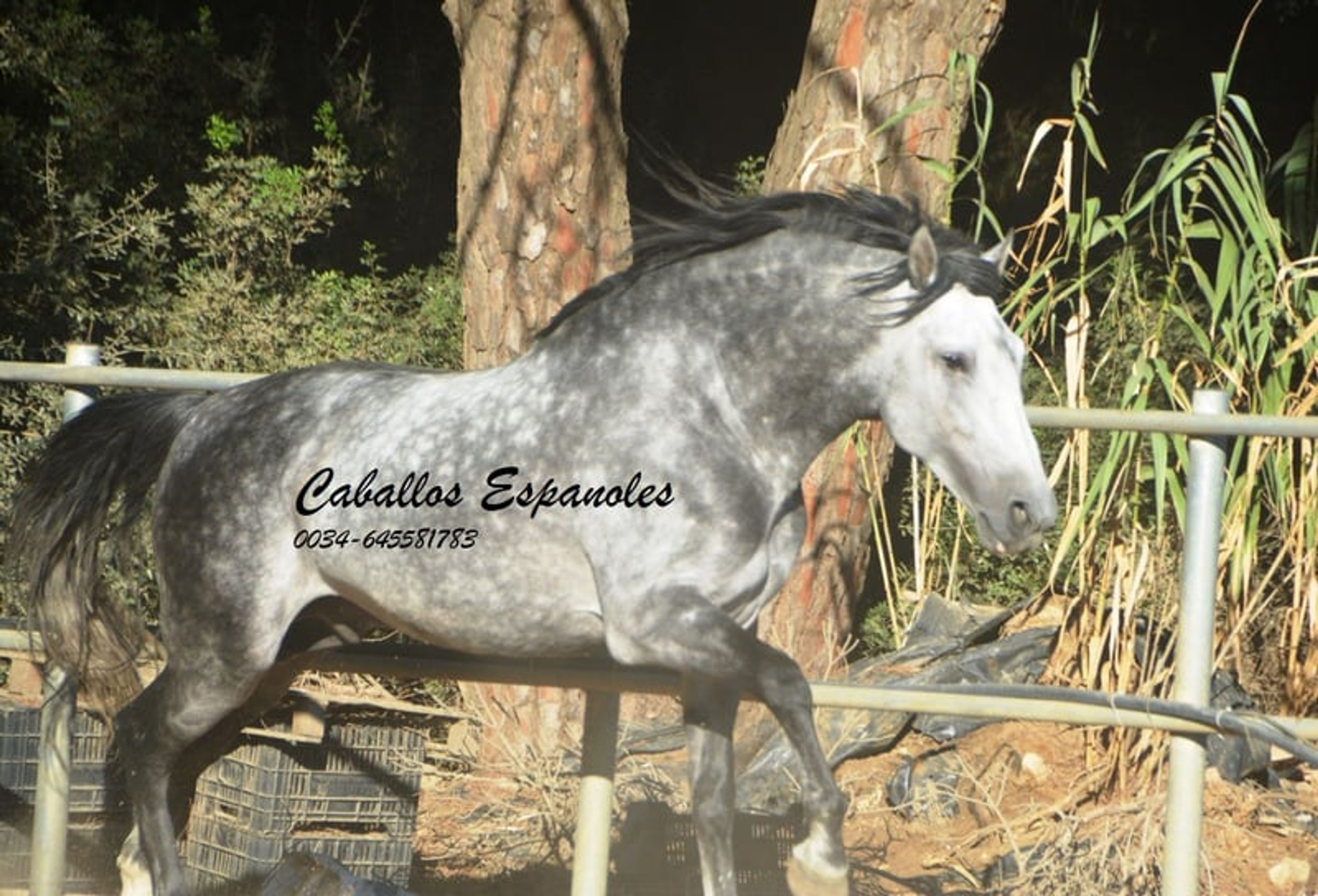 Baroque, powerful PRE stallion - Image 6