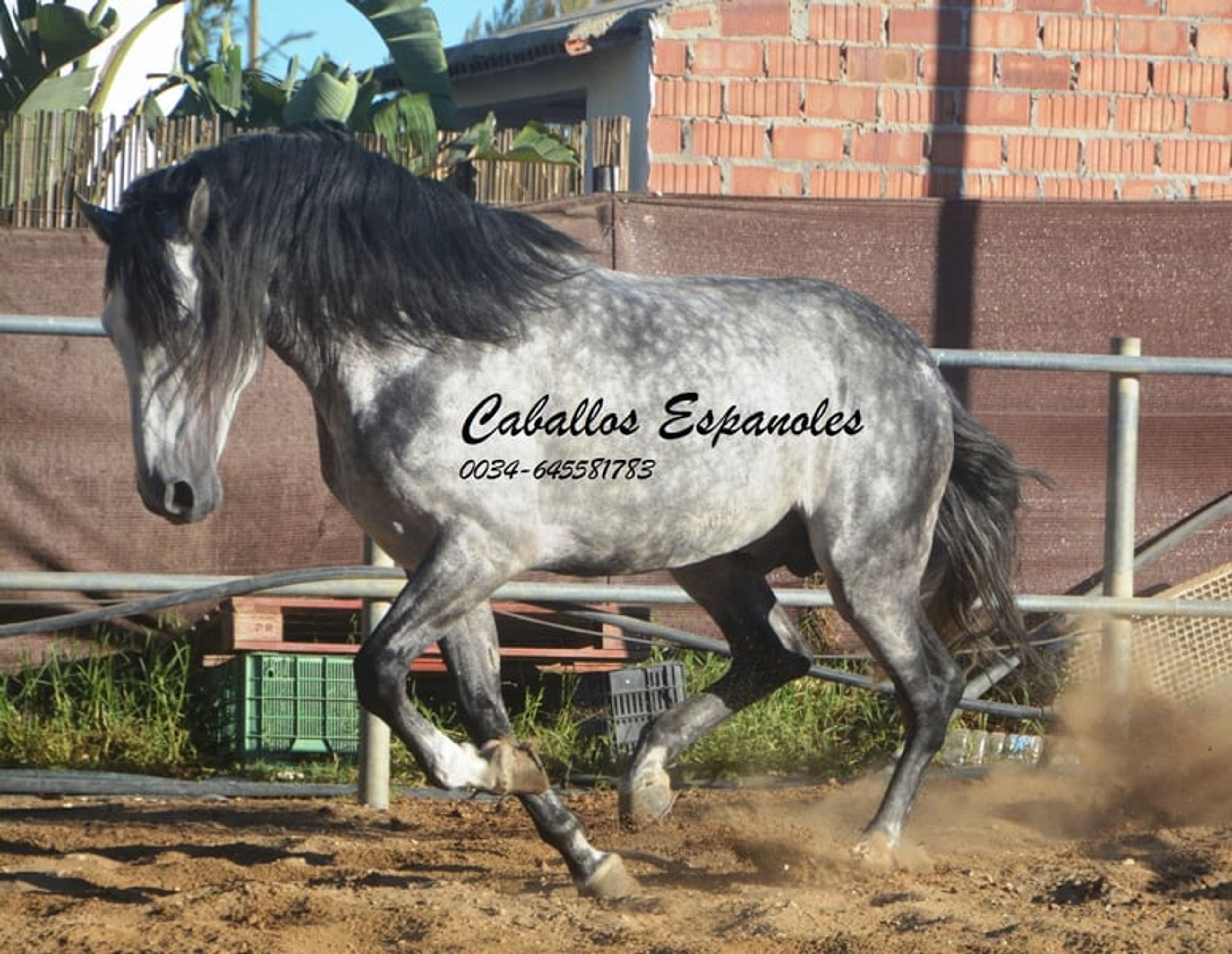 Baroque, powerful PRE stallion - Image 7