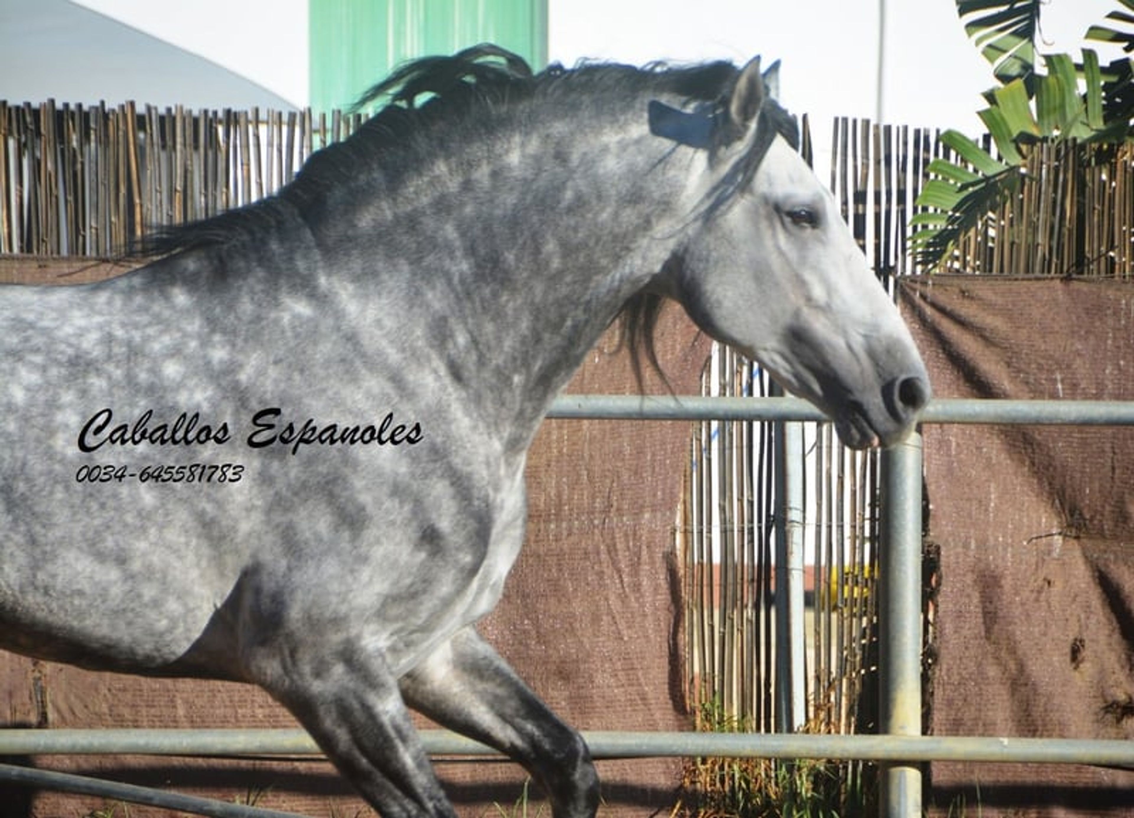 Baroque, powerful PRE stallion - Image 8