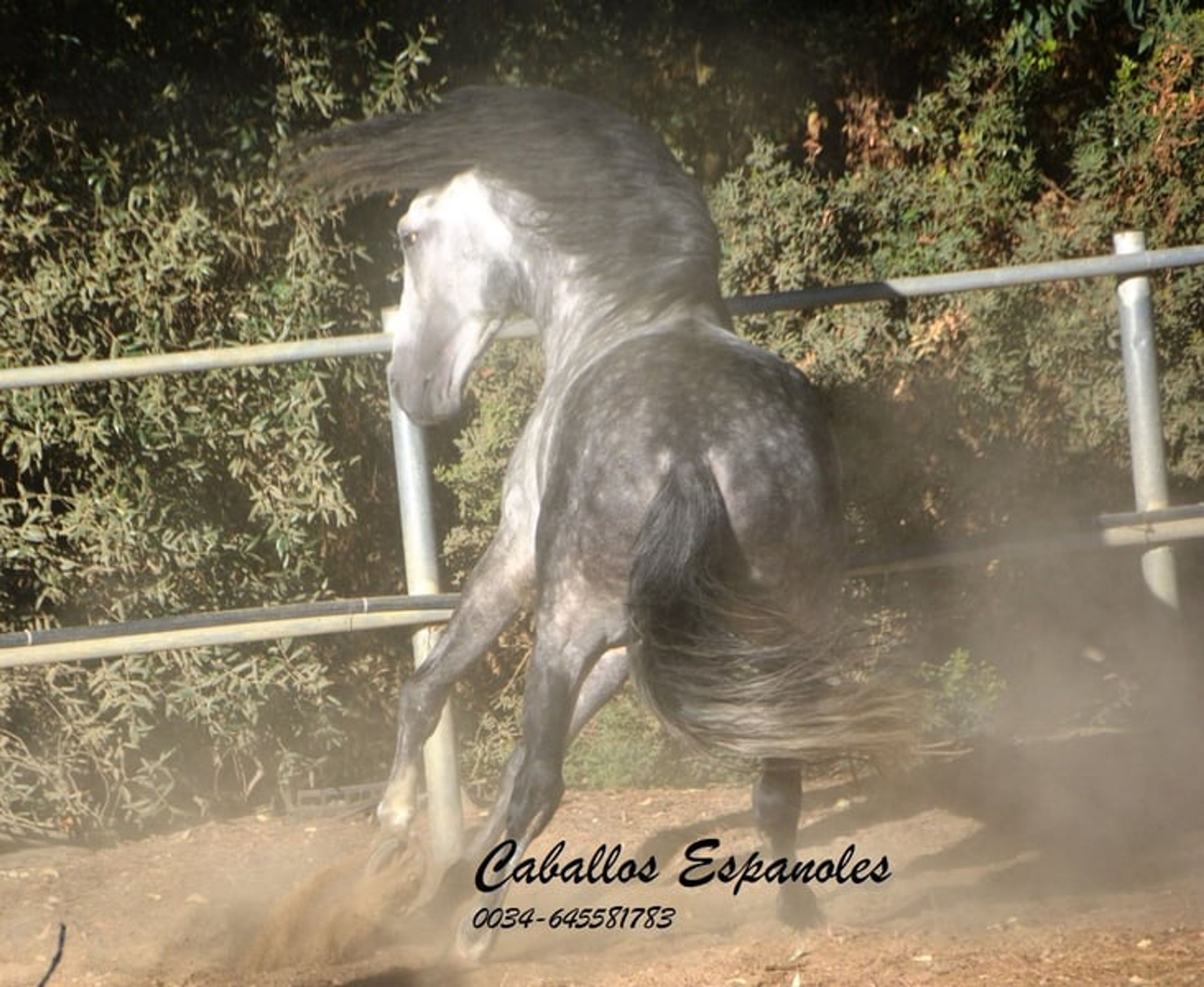 Baroque, powerful PRE stallion - Image 9