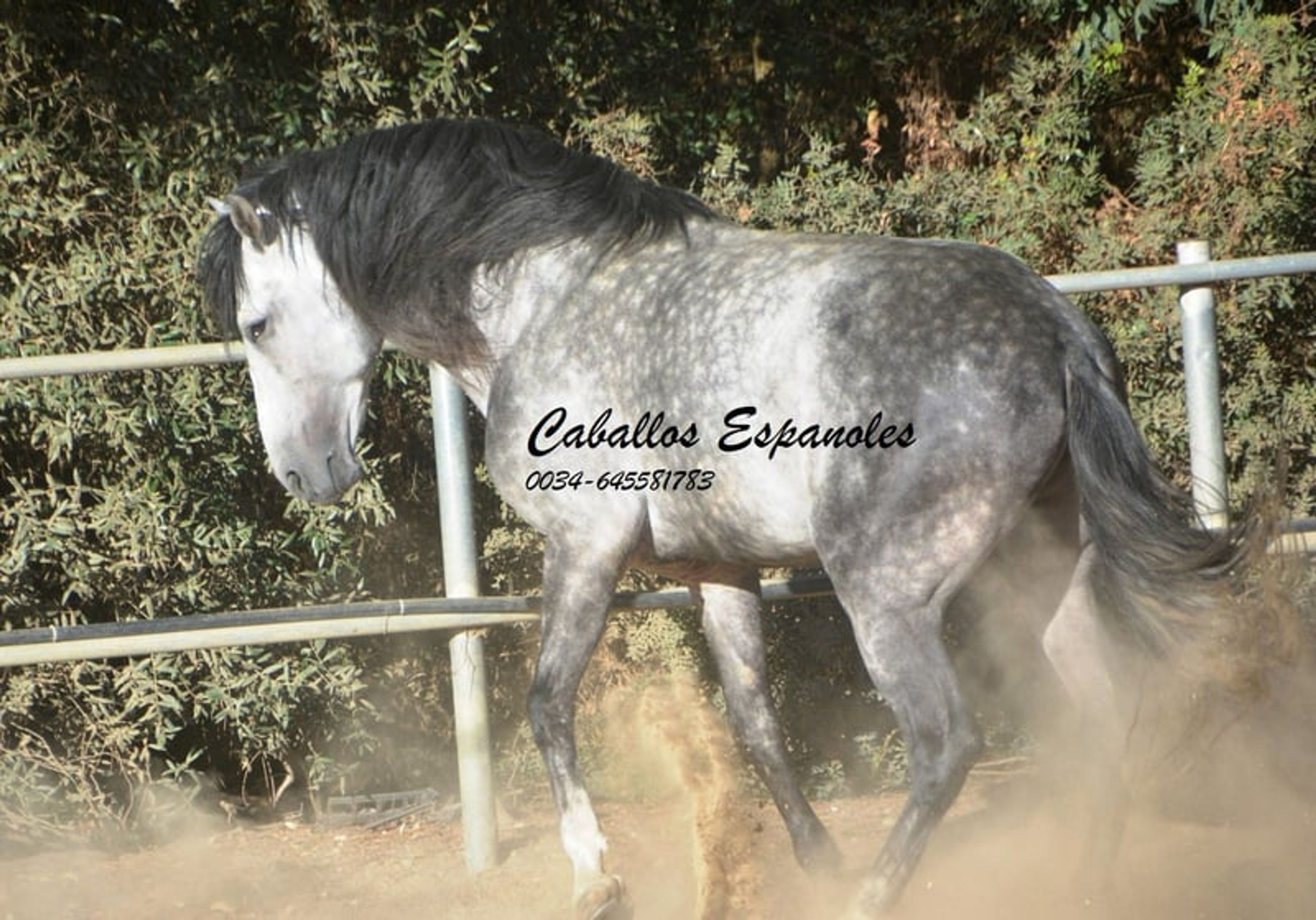 Baroque, powerful PRE stallion - Image 10
