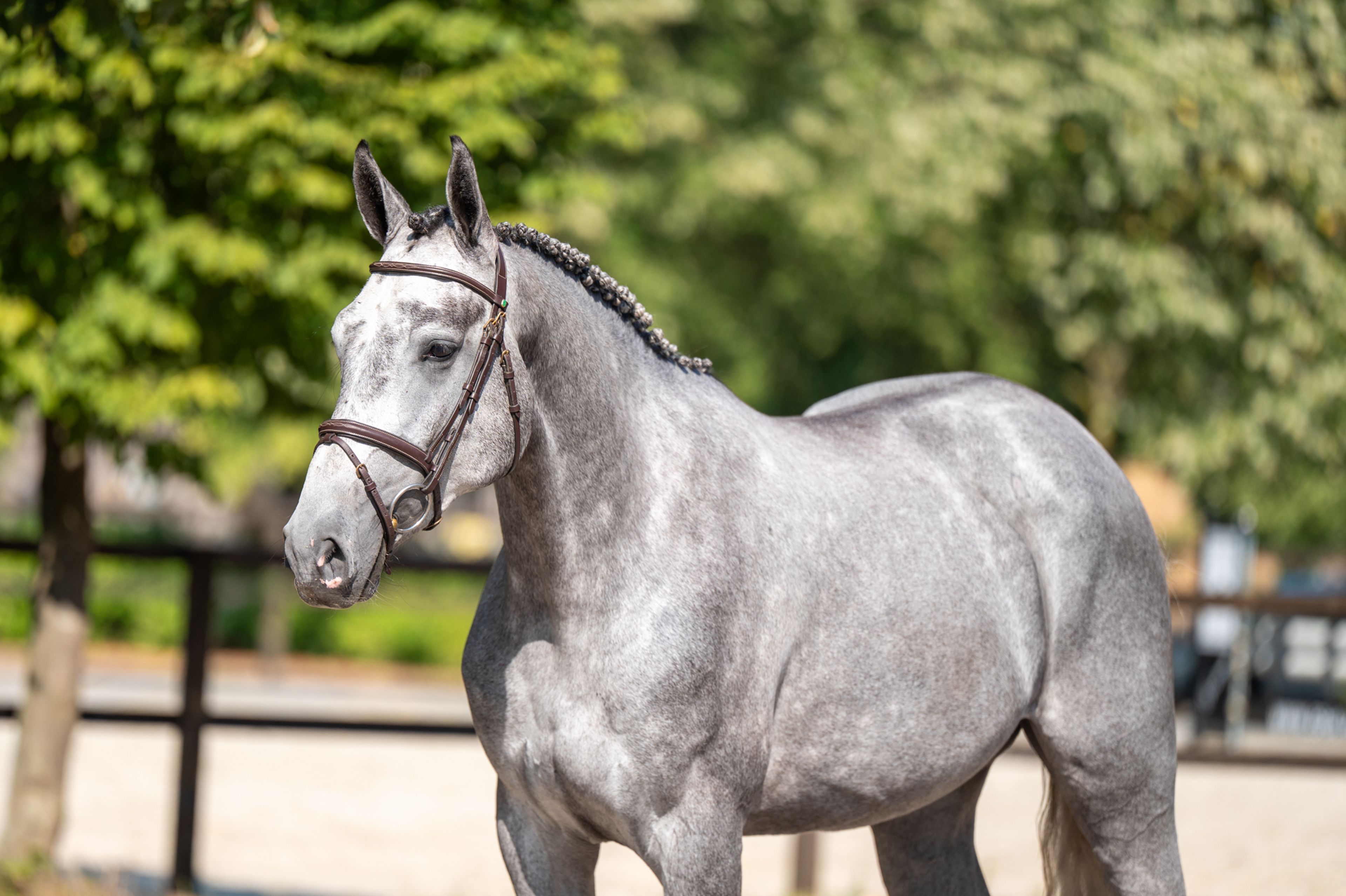Olga KCX Z ☆ (ORAK D'HAMWYCK x CASIRO I) - Image 1