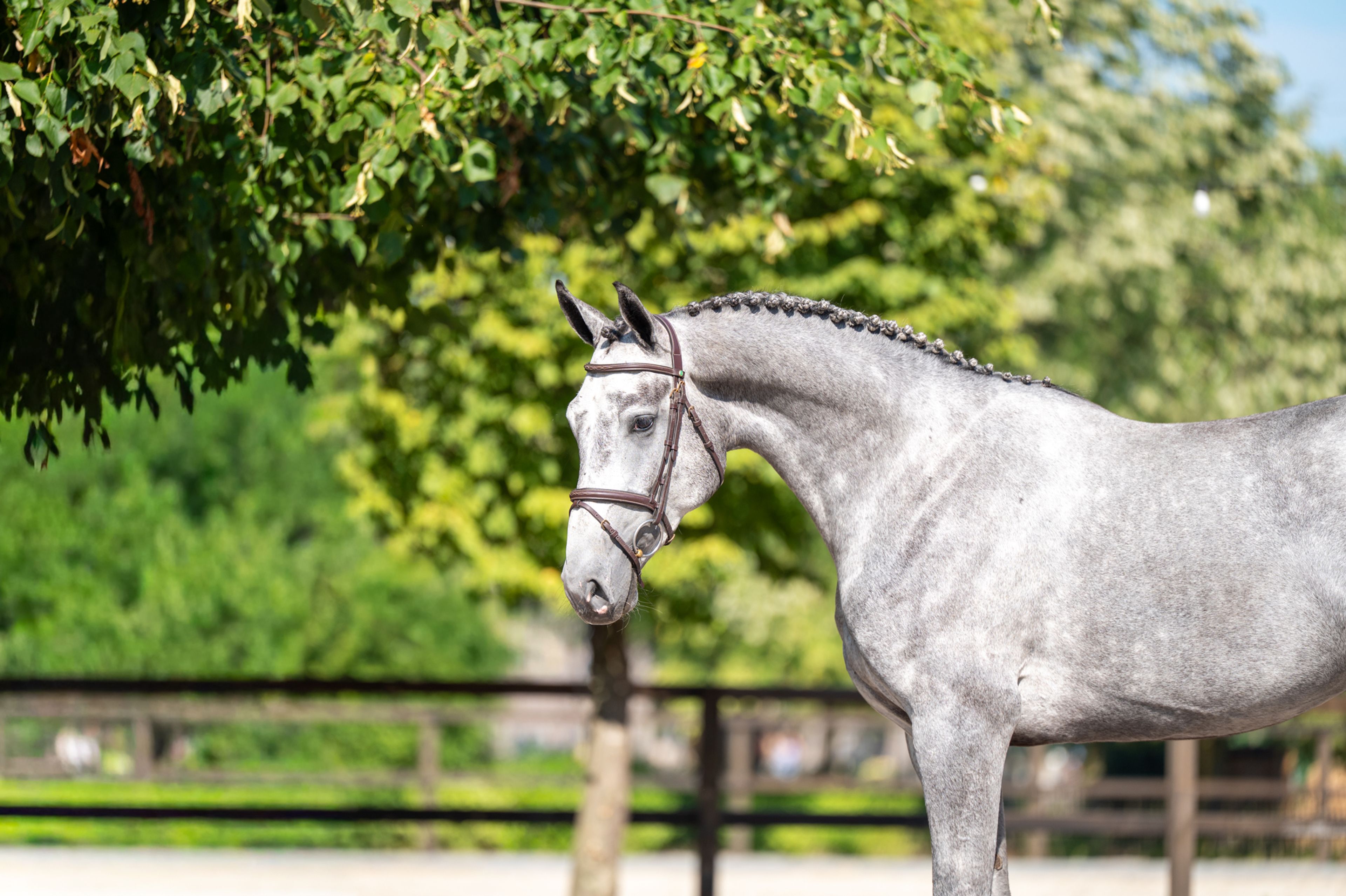 Olga KCX Z ☆ (ORAK D'HAMWYCK x CASIRO I) - Image 2